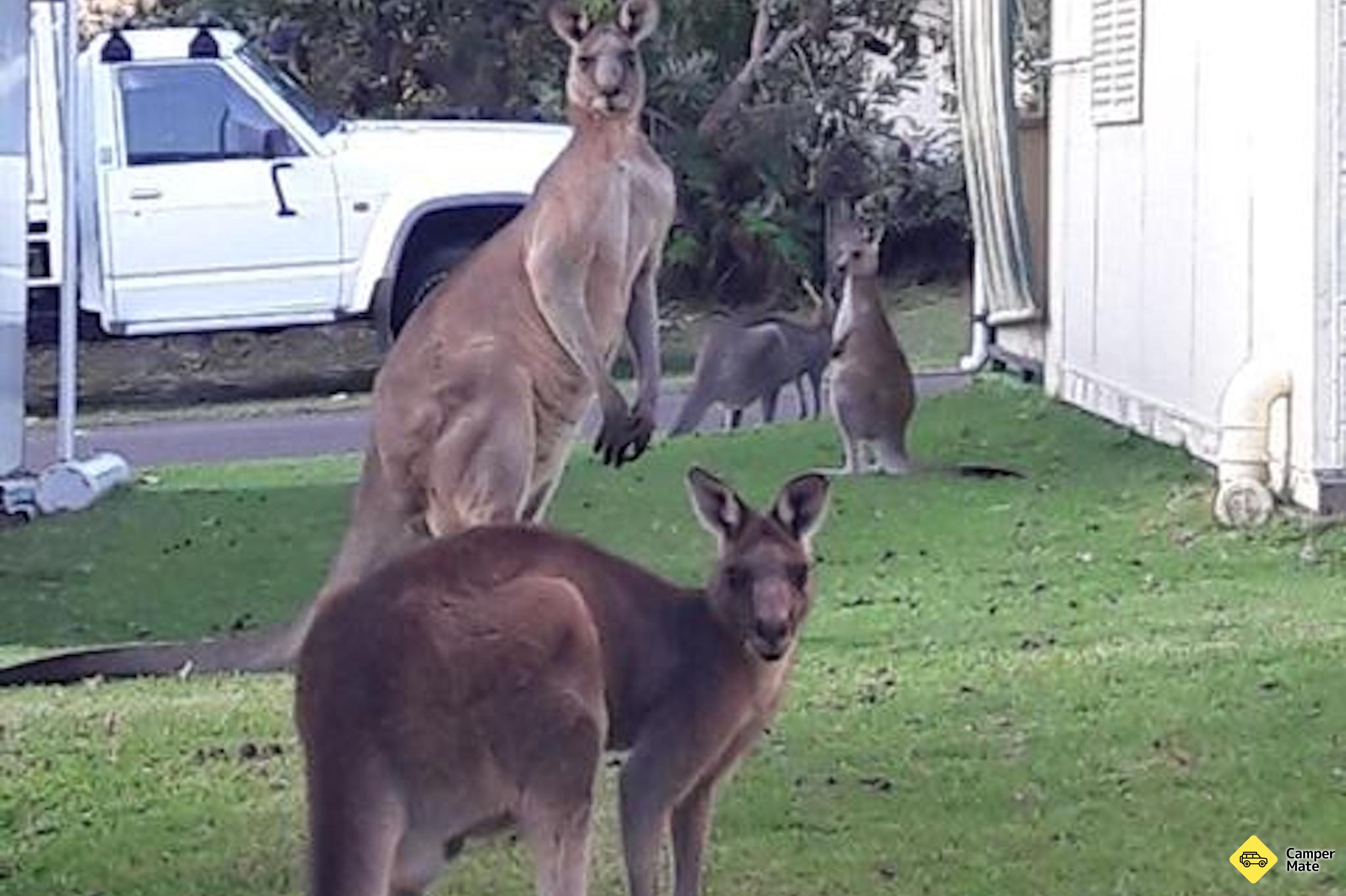 Bushy Tail Caravan Park