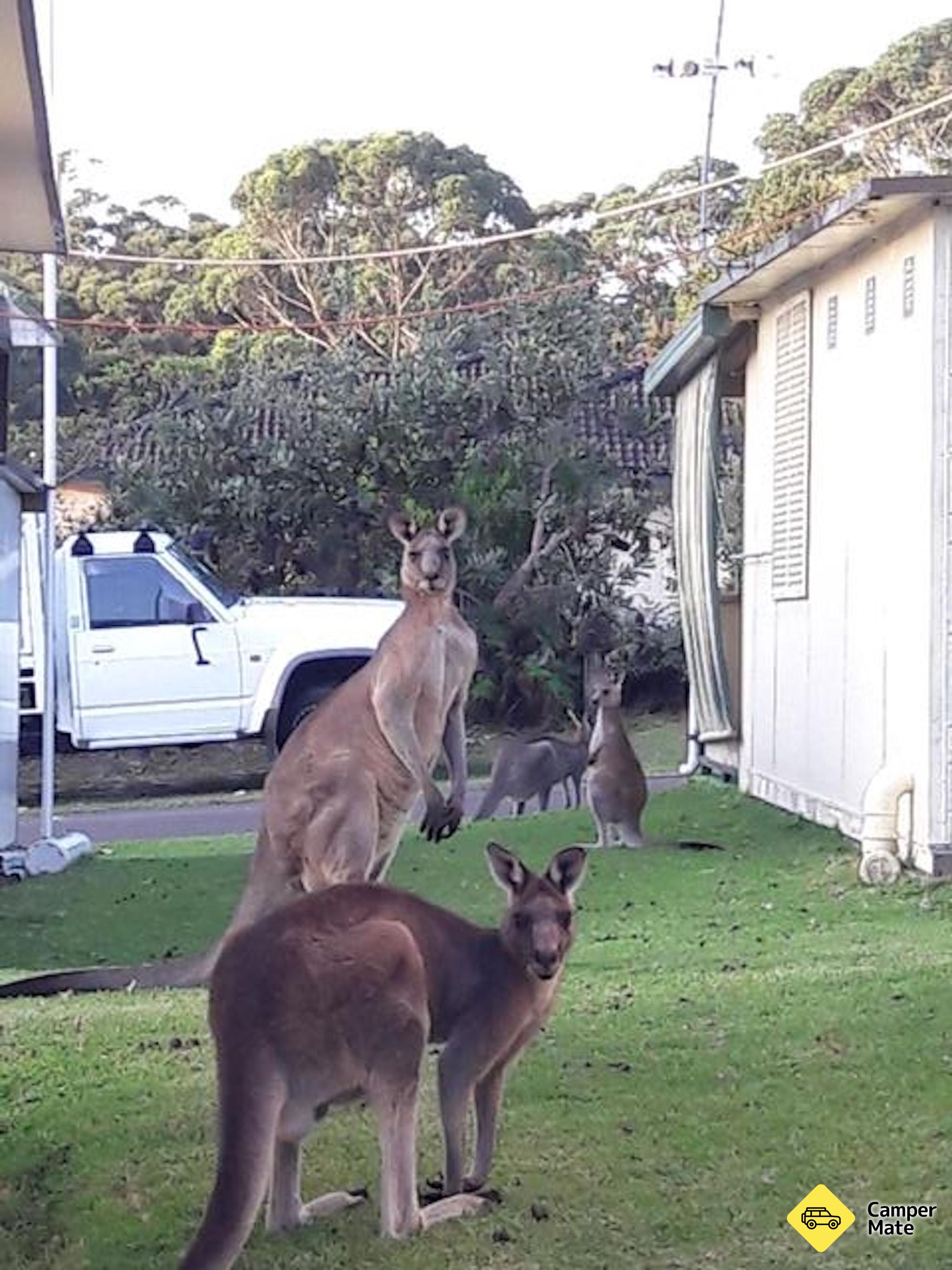 Bushy Tail Caravan Park
