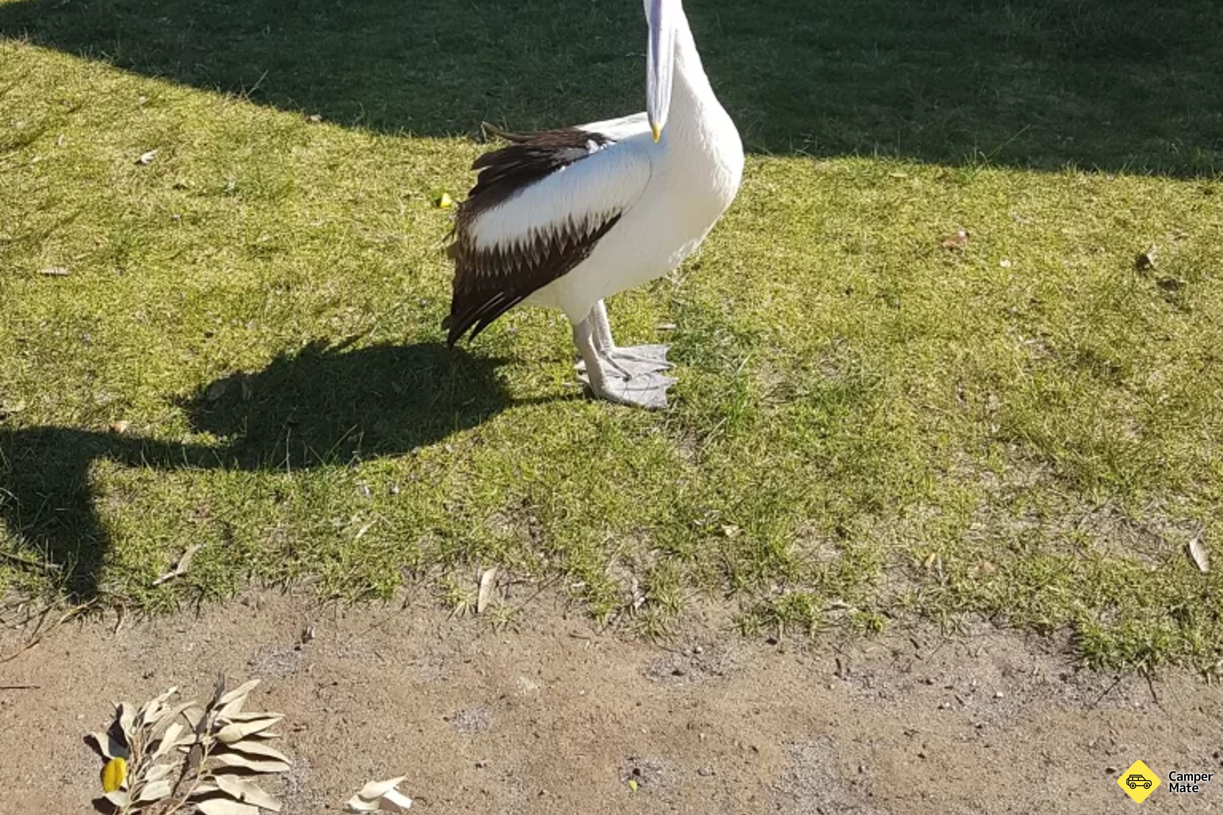 ساحل البحر الأبيض المتأخر - Image 3