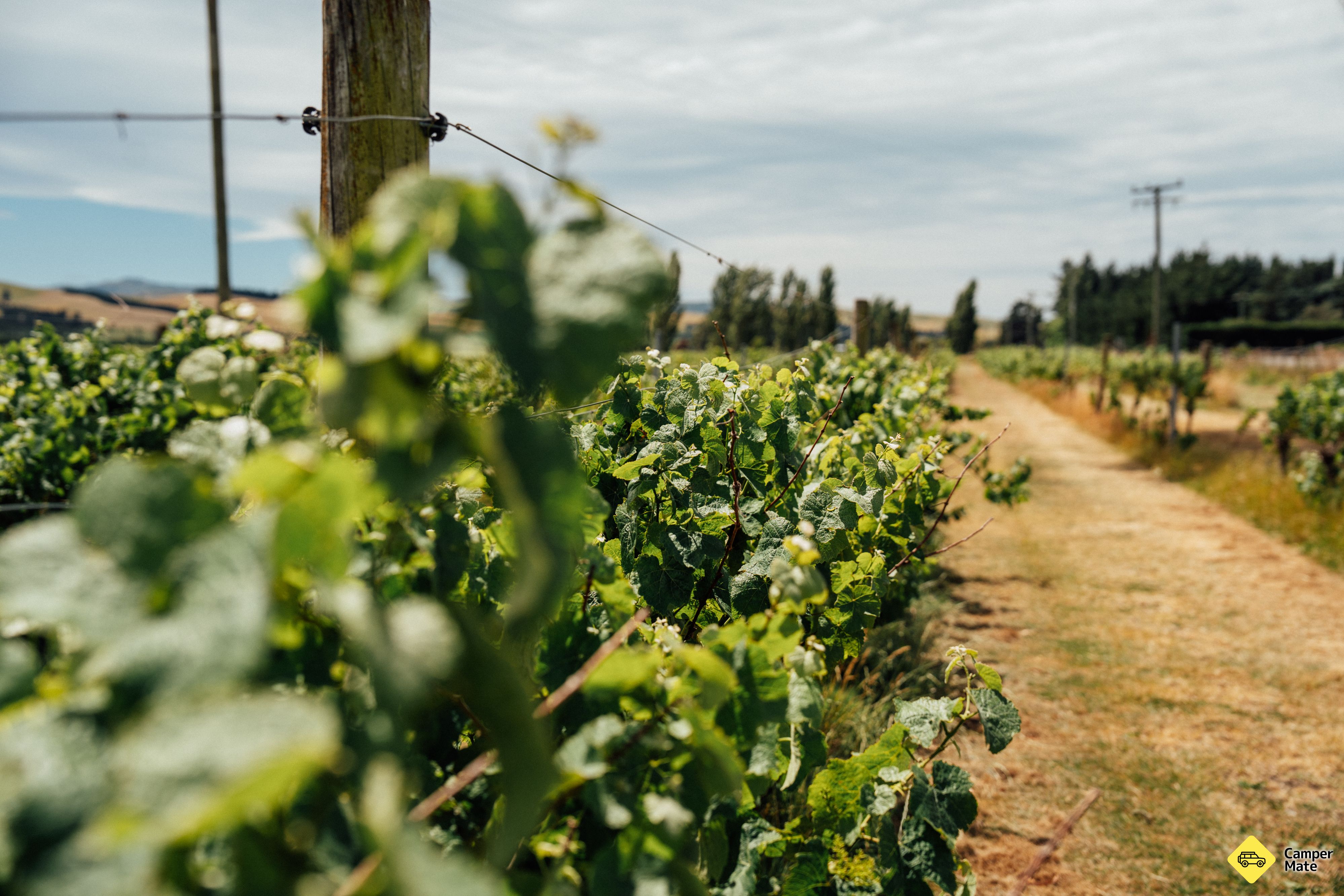 Waipara Valley Vineyard Trail - Image 2