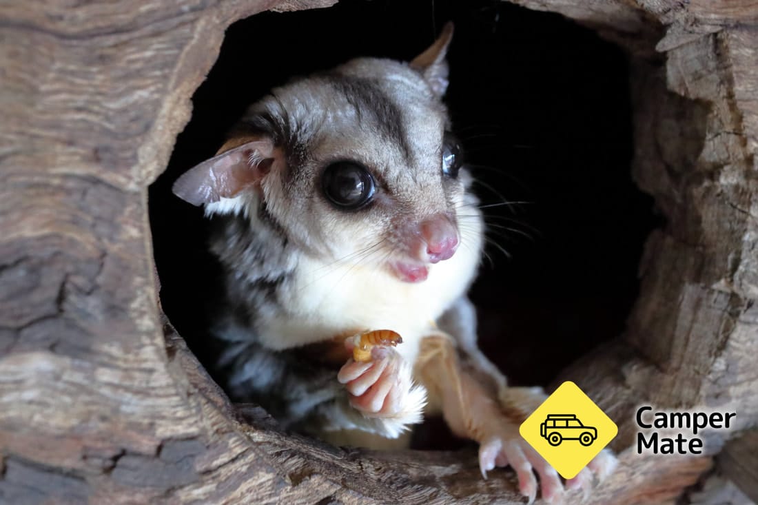 Kangaroo Haven Wildlife Rescue - Image 3