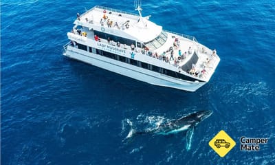 Great Barrier Reef Whale Watching