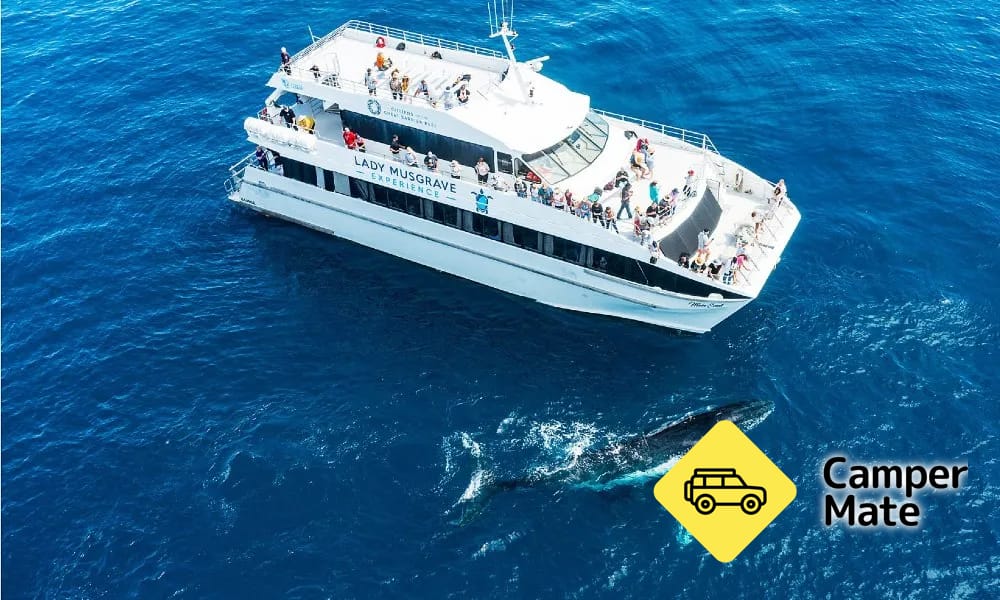 Great Barrier Reef Whale Watching