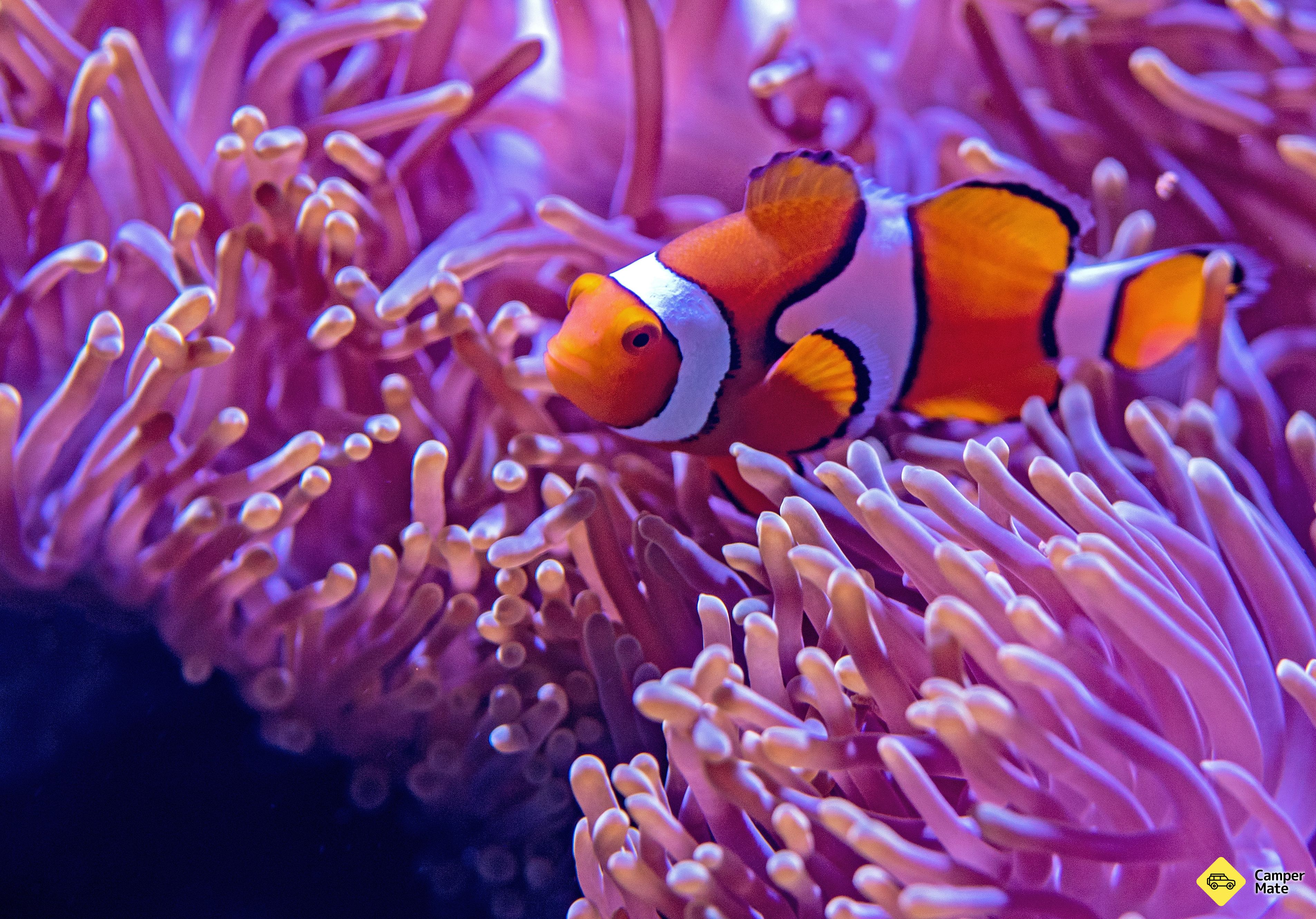 Cairns Aquarium - Image 3