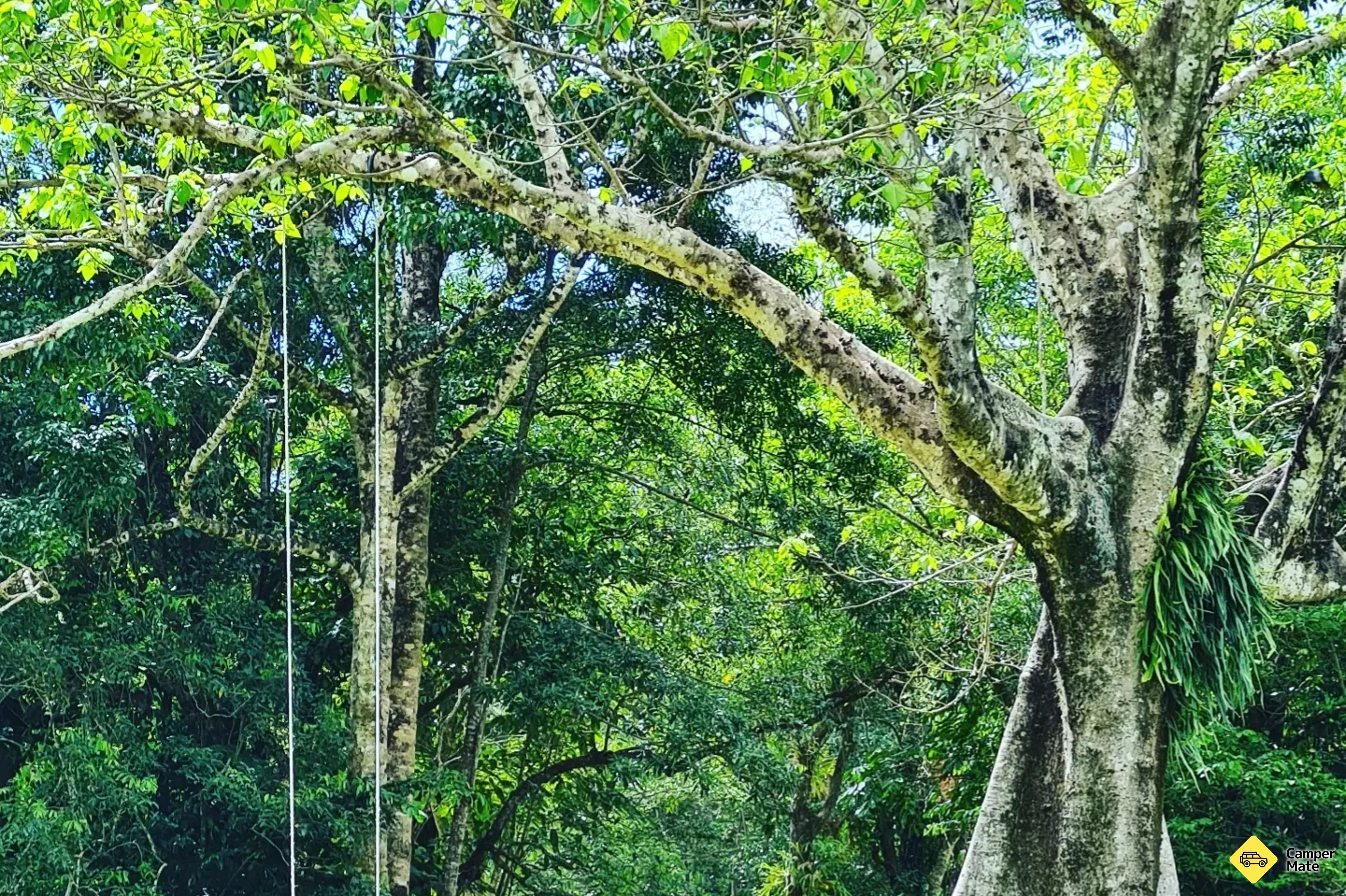 Daintree Rainforest गाँव - Image 2