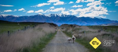 Otago Rail Trail Cycling Tours