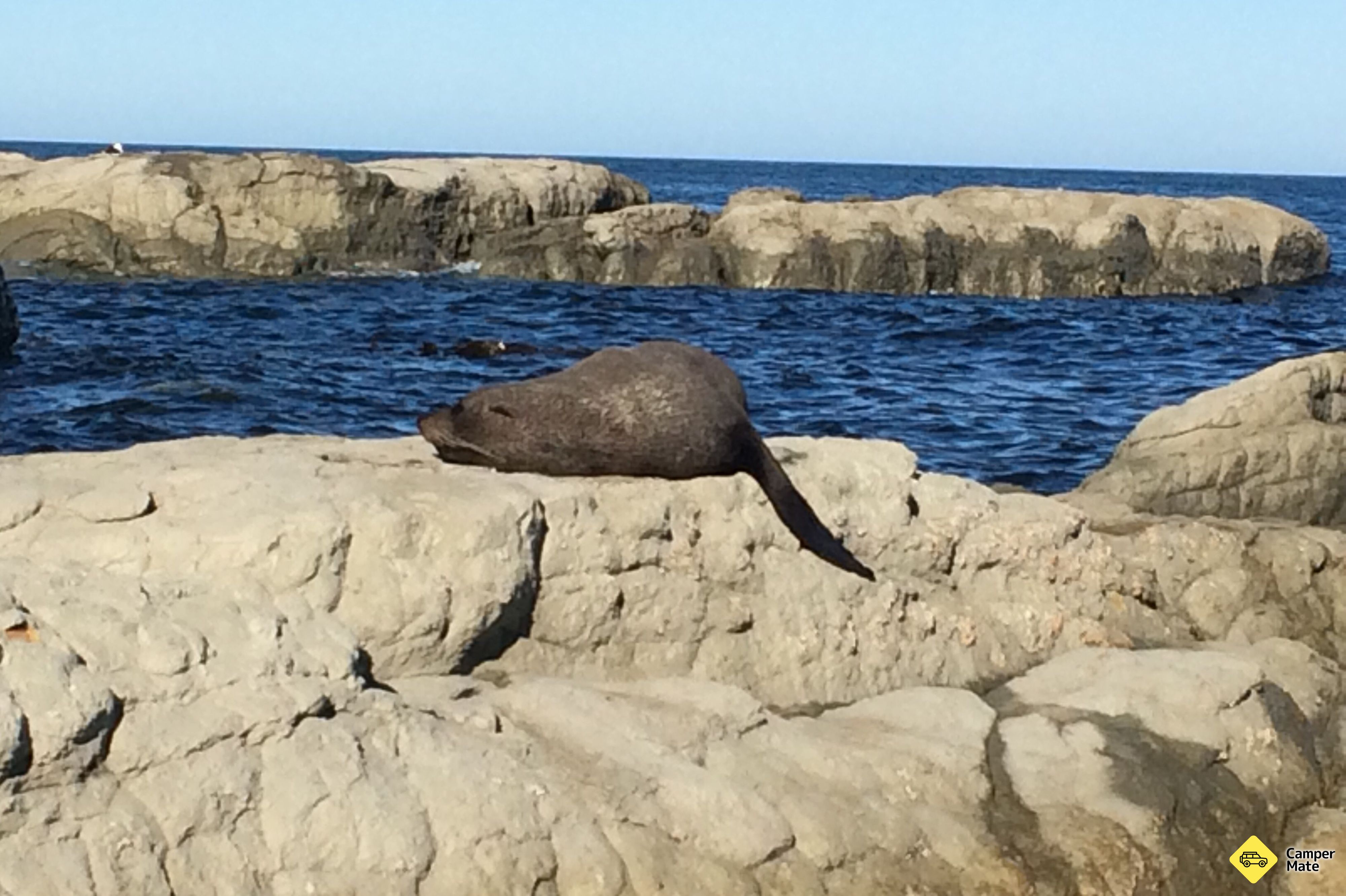 Kaikoura Peninsula Seal Colony - Image 2