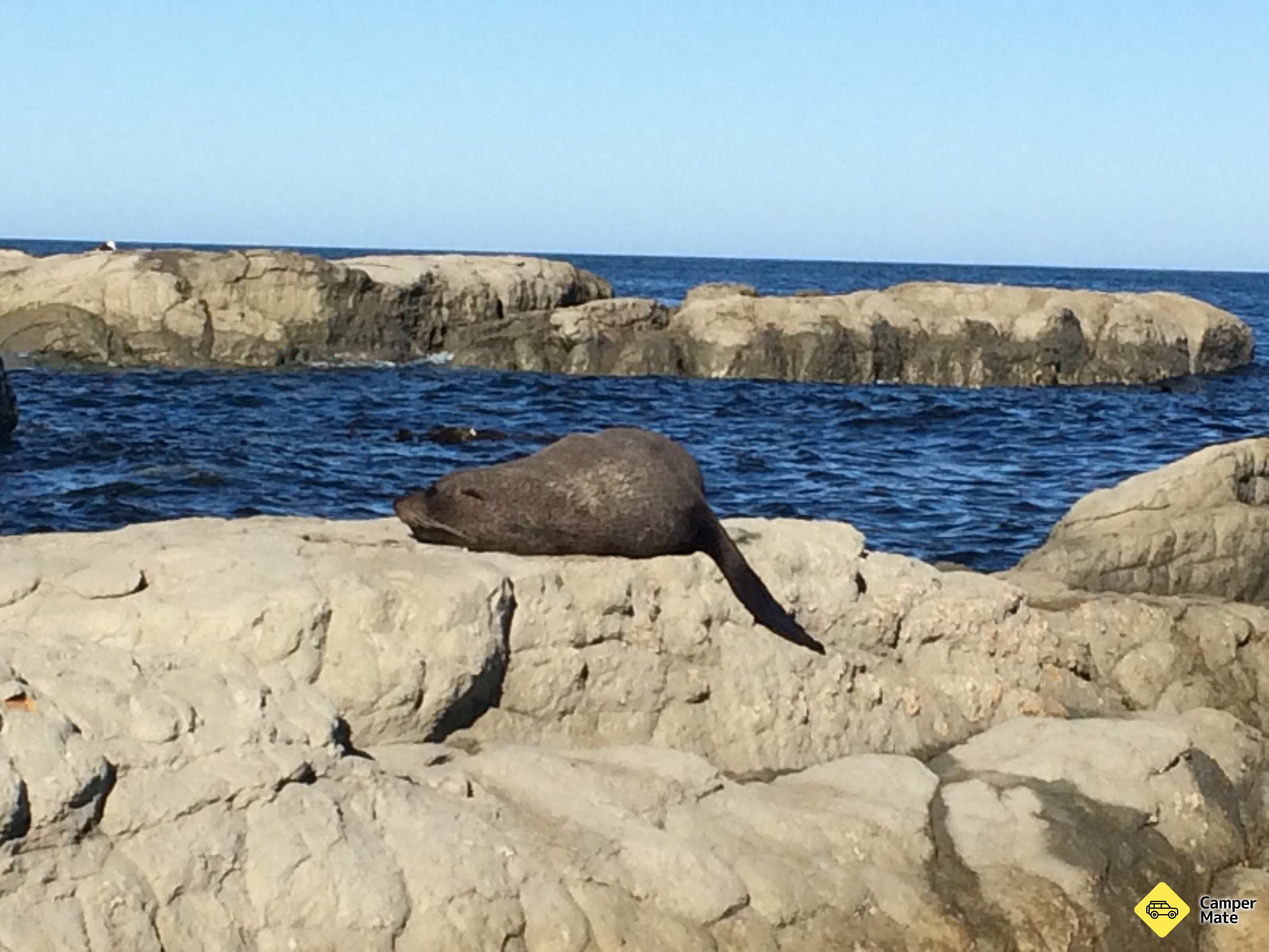 Kaikoura Peninsula Seal Colony - Image 2