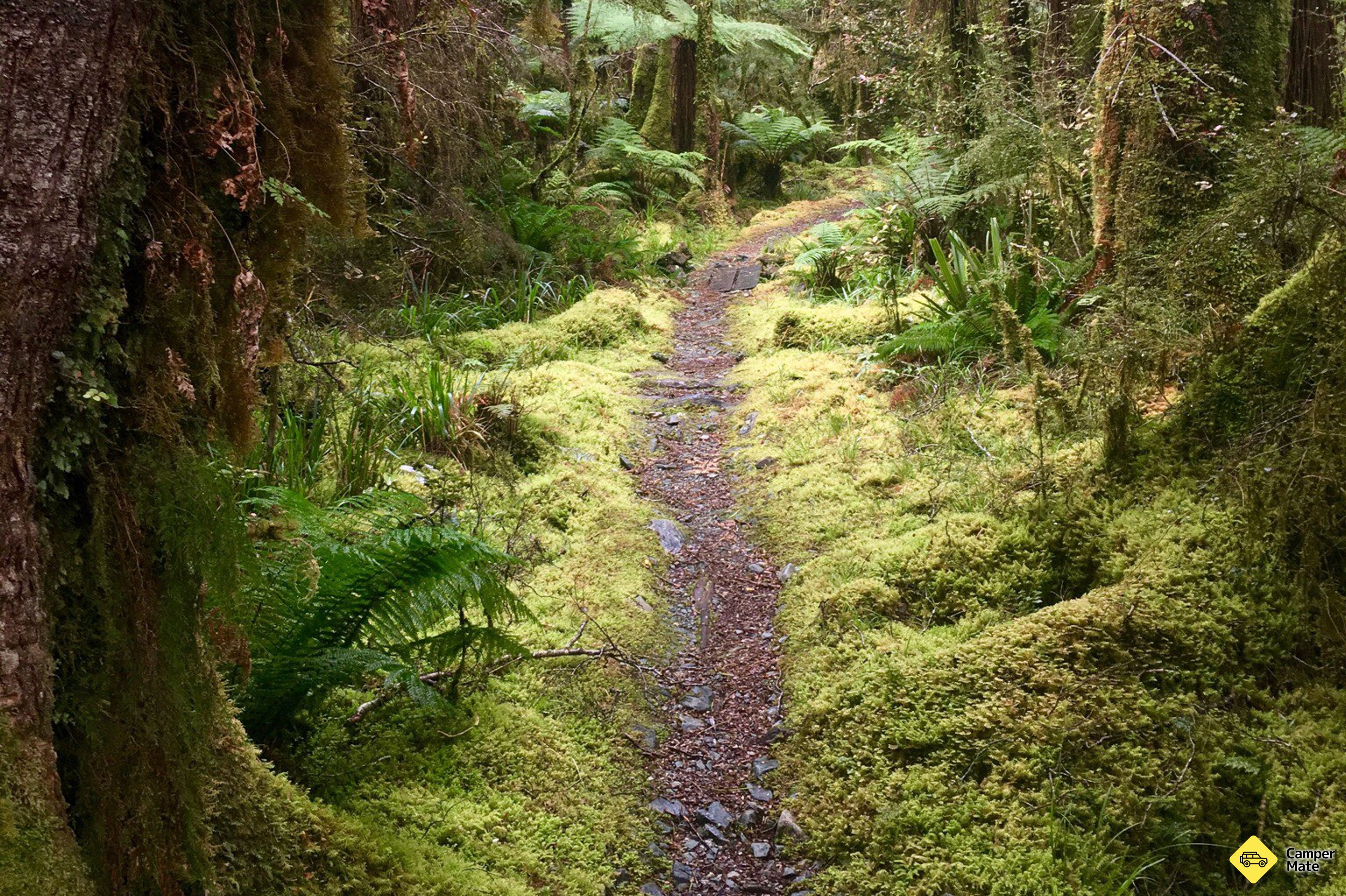 Hollyford Track - Image 2