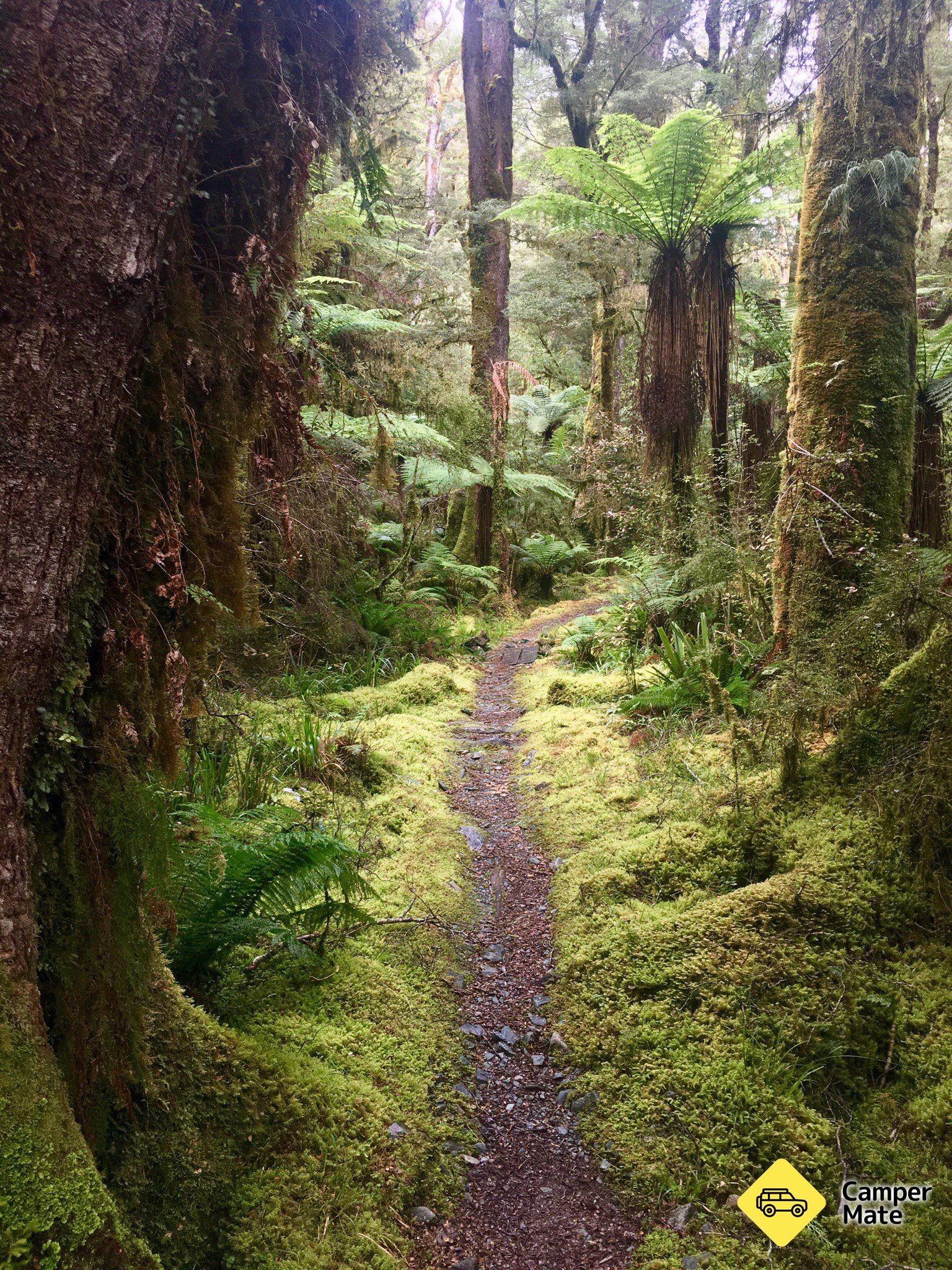 Hollyford Track - Image 2
