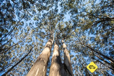 Boranup Karri Forest