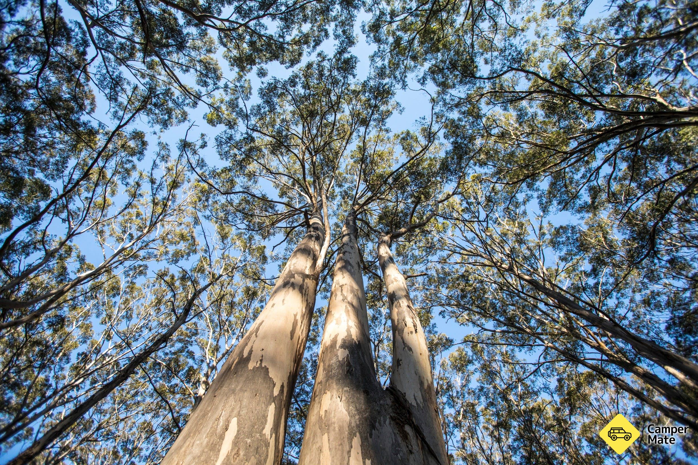 Boranup Karri Forest