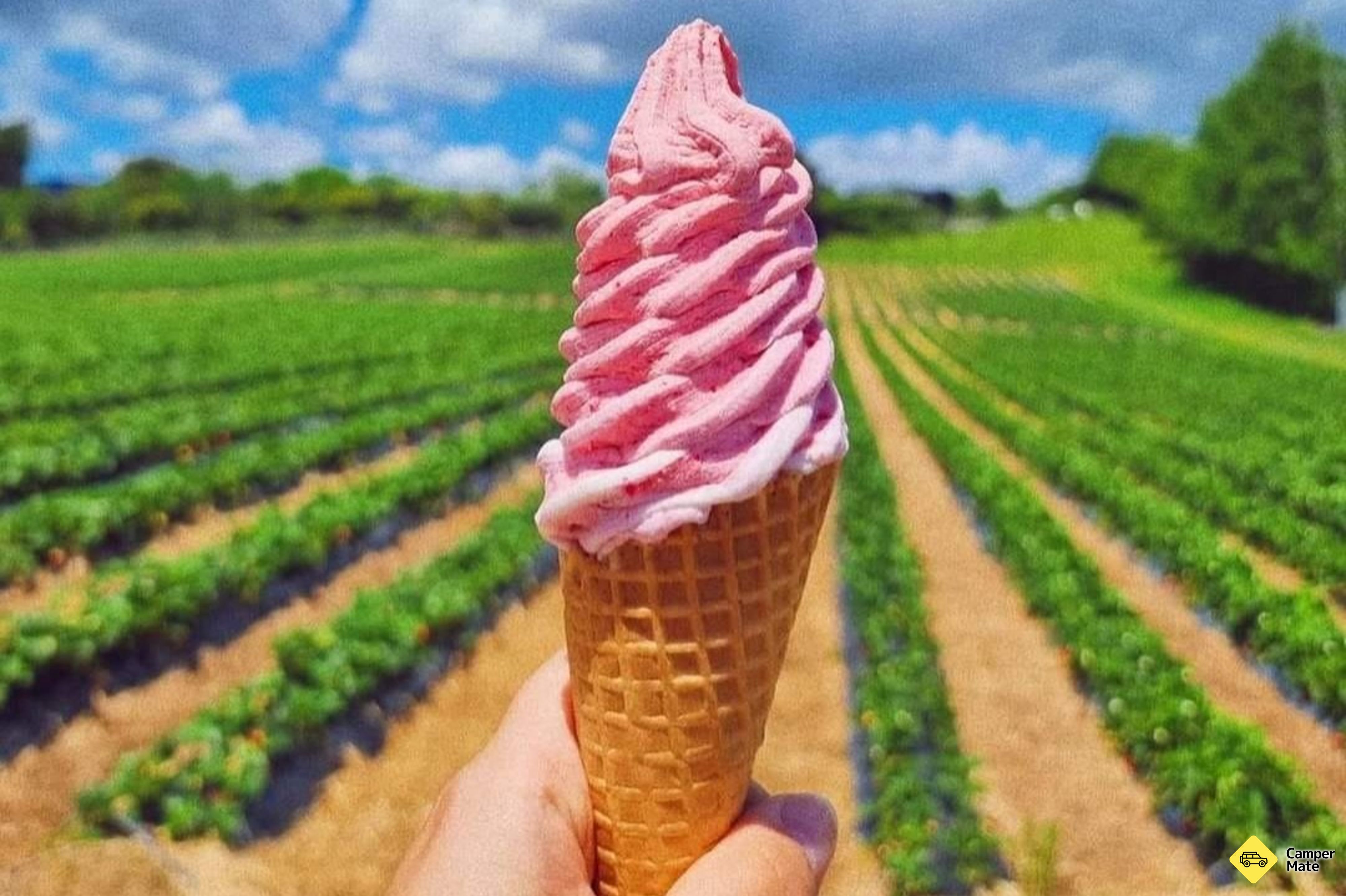 Julians Berry Farm - Image 3