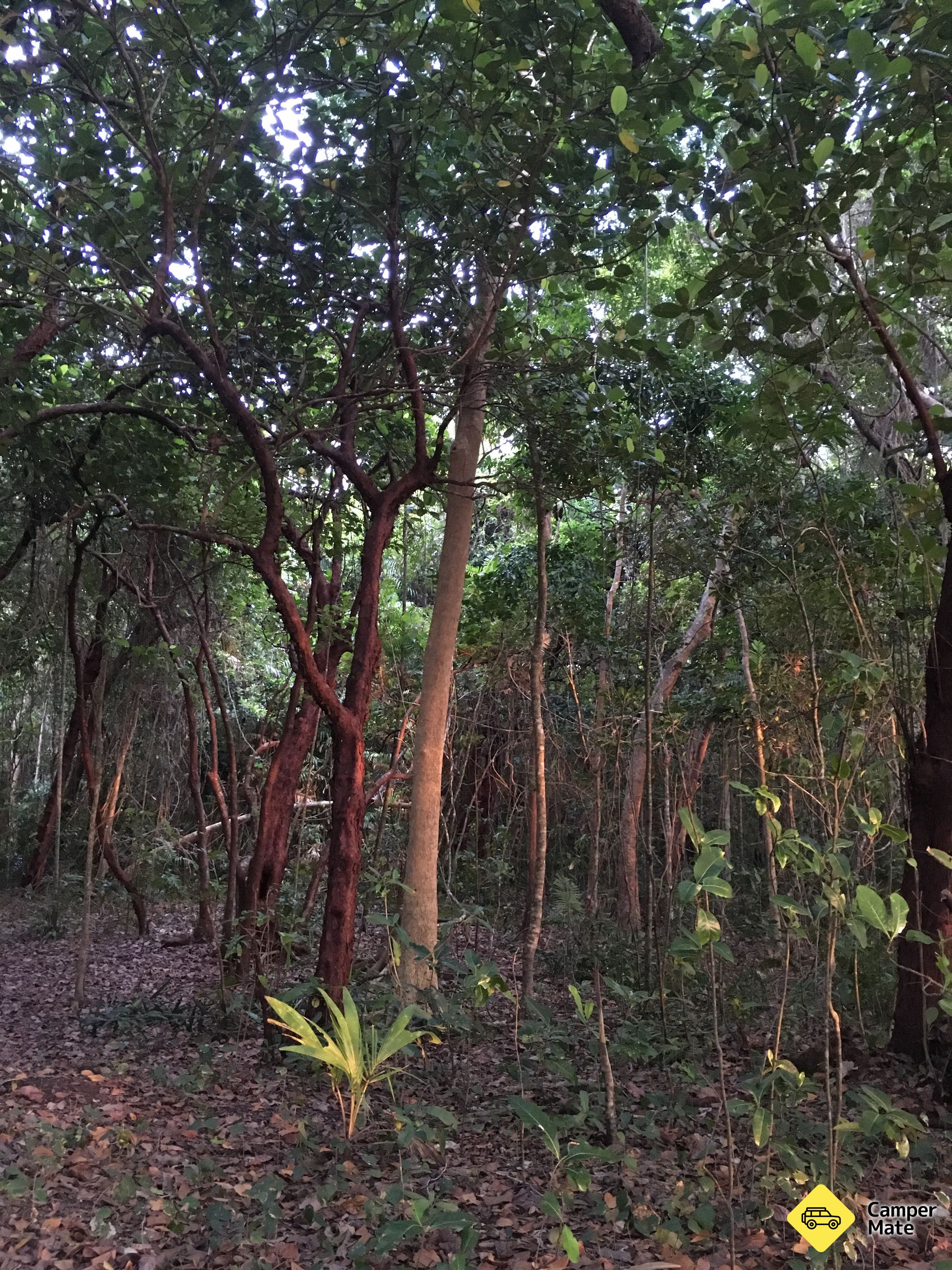 Cape Tribulation कैम्पिंग - Image 3