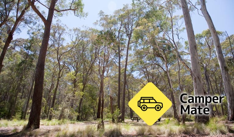 Coolah Tops National Park Camping