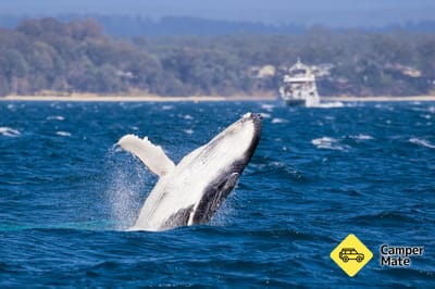 Whale Watching Jervis Bay
