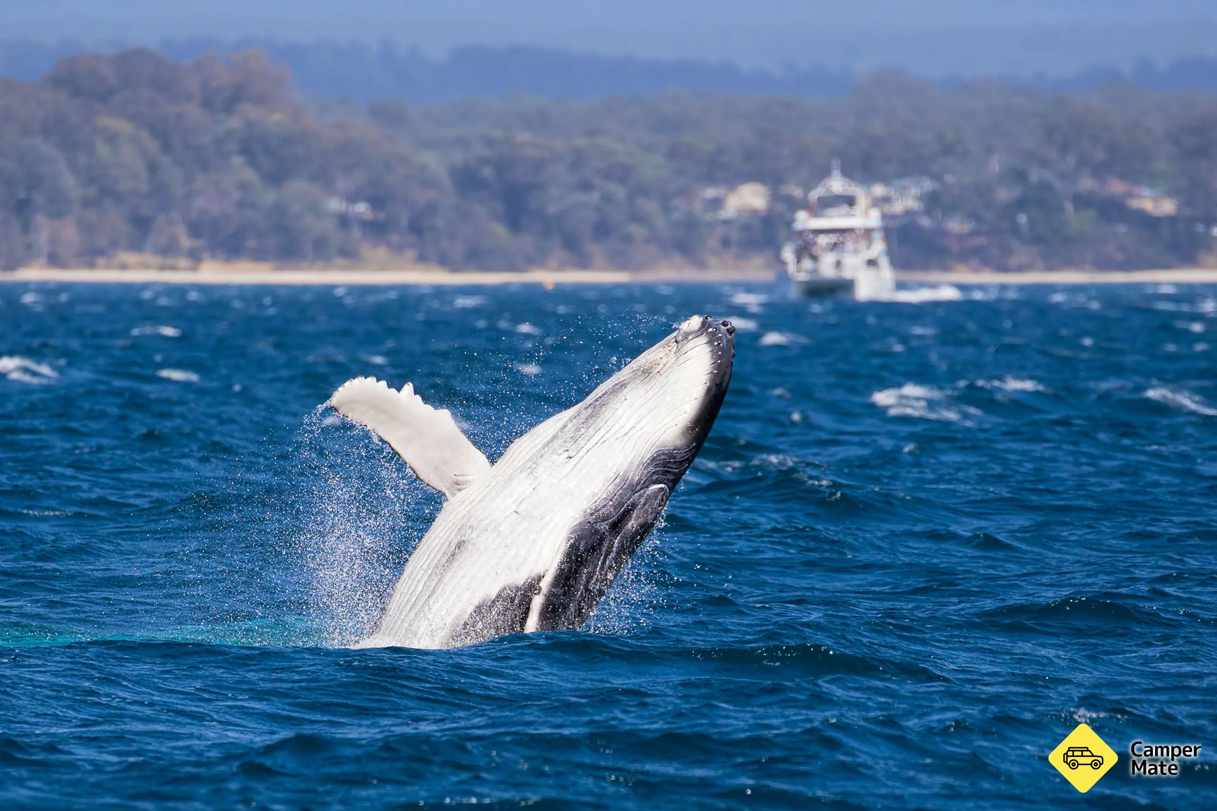 Whale Watching Jervis Bay