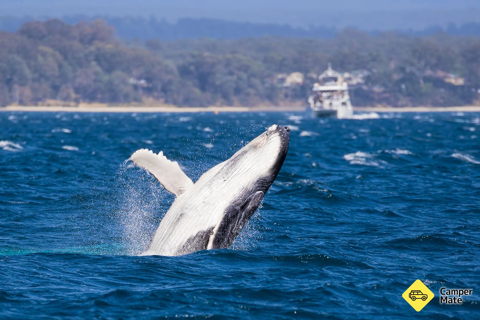 Jervis Bay Whale Cruise