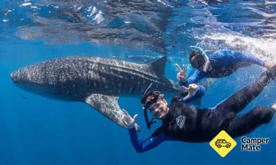 Swim with the Whale Sharks