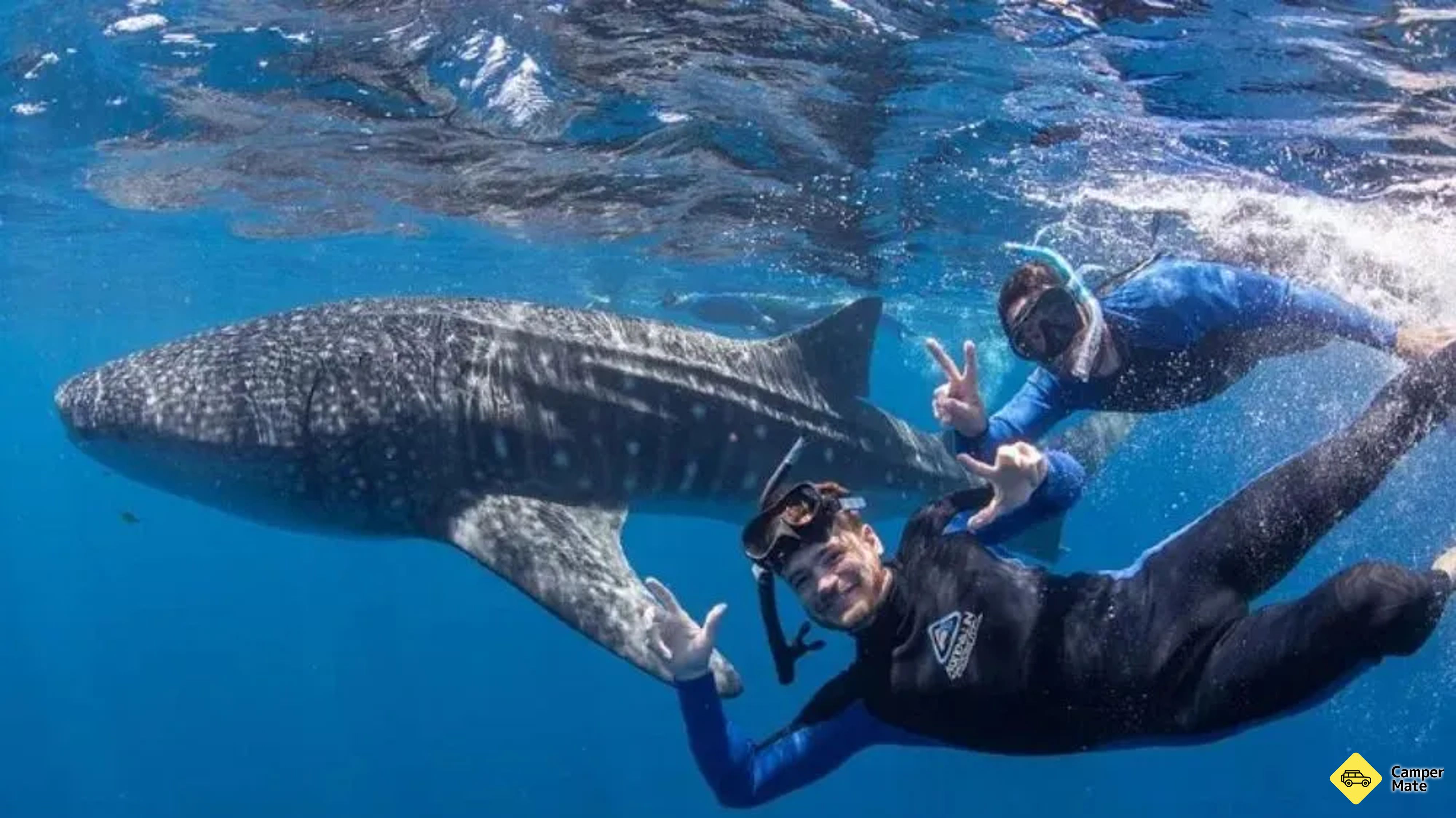 Swim with the Whale Sharks