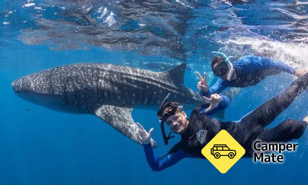 Swim with the Whale Sharks