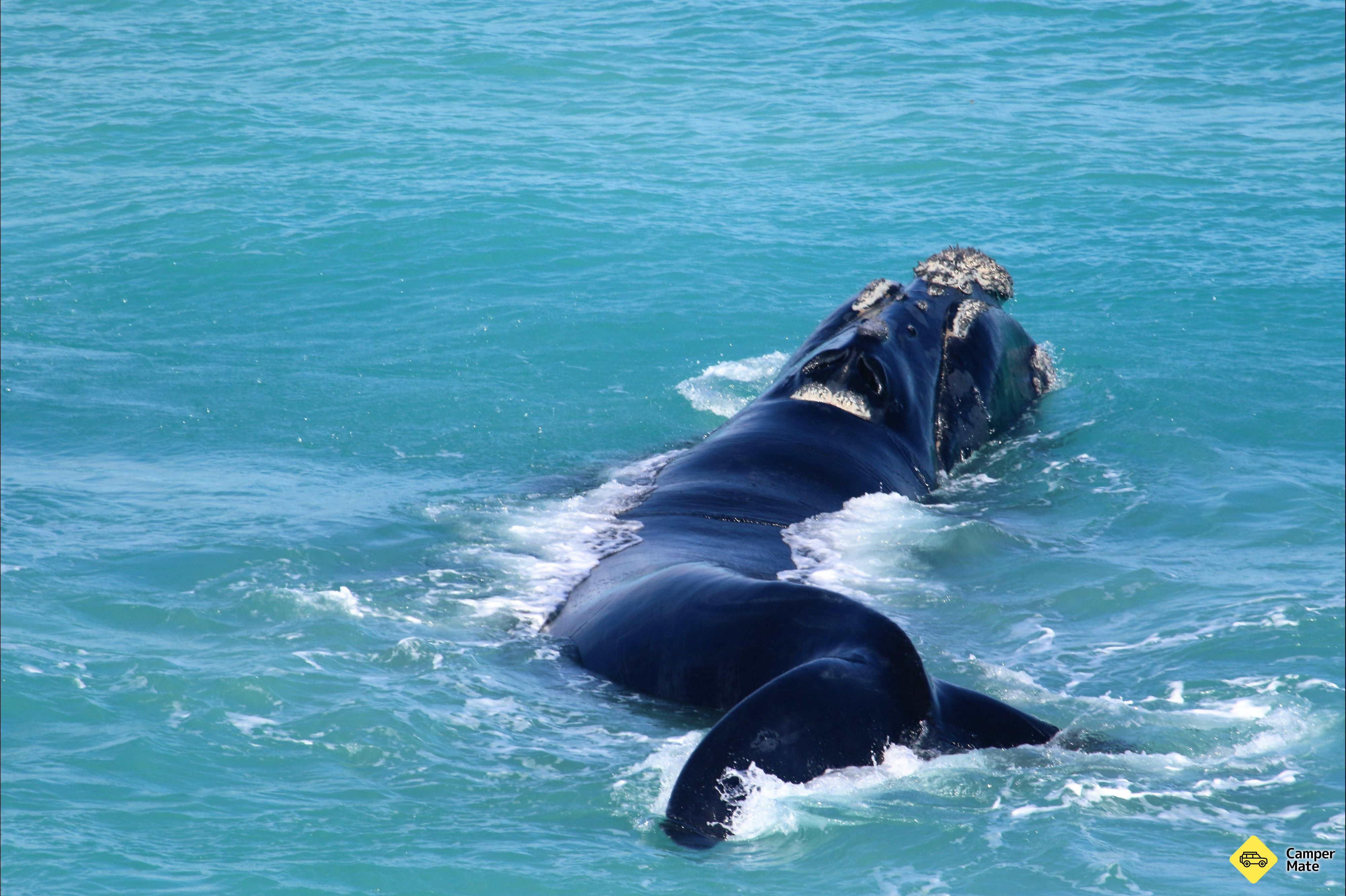 Head Of Bight Whale Watch and Viewpoint - Image 3