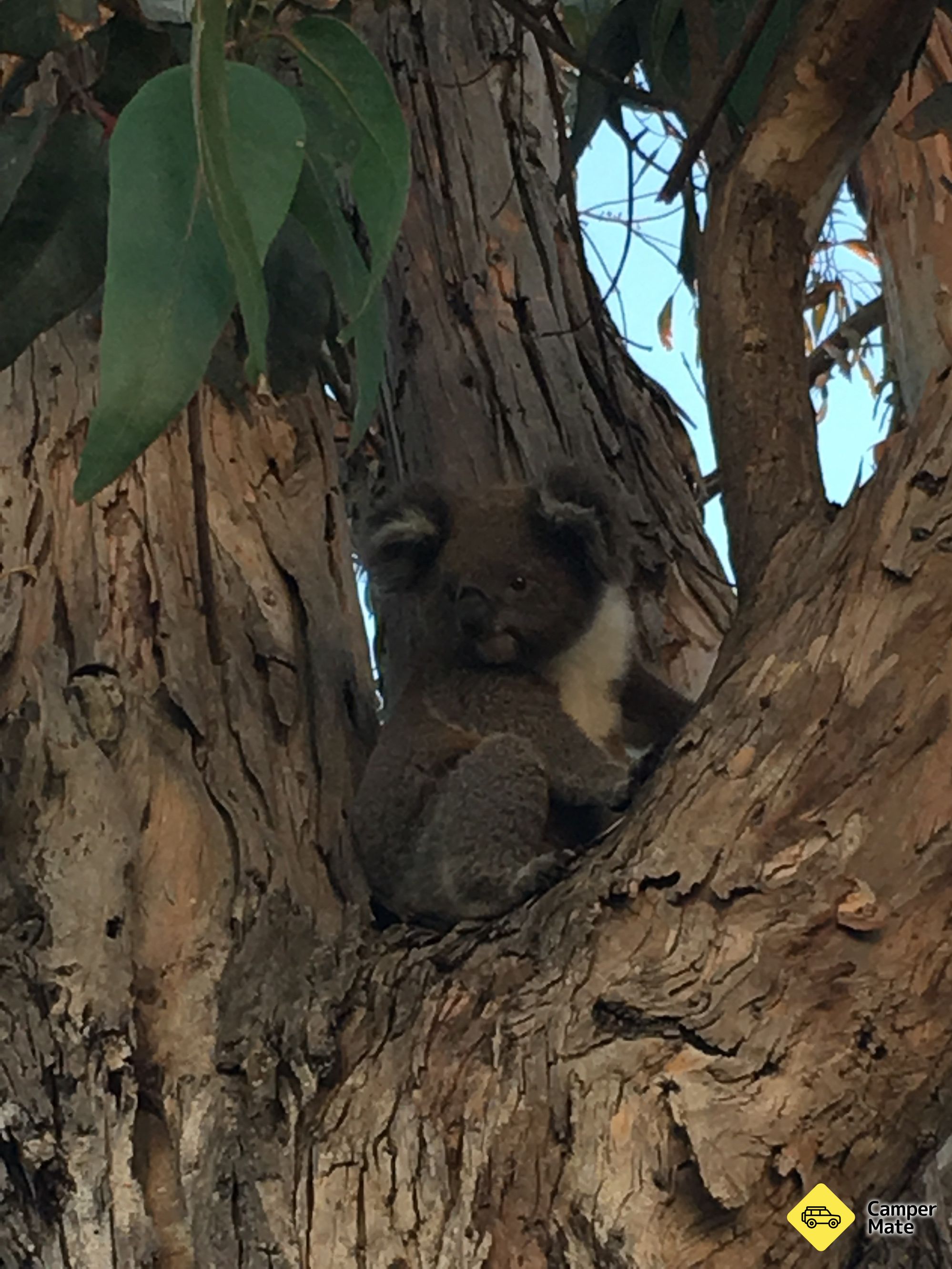 Henty Park RV - Image 3