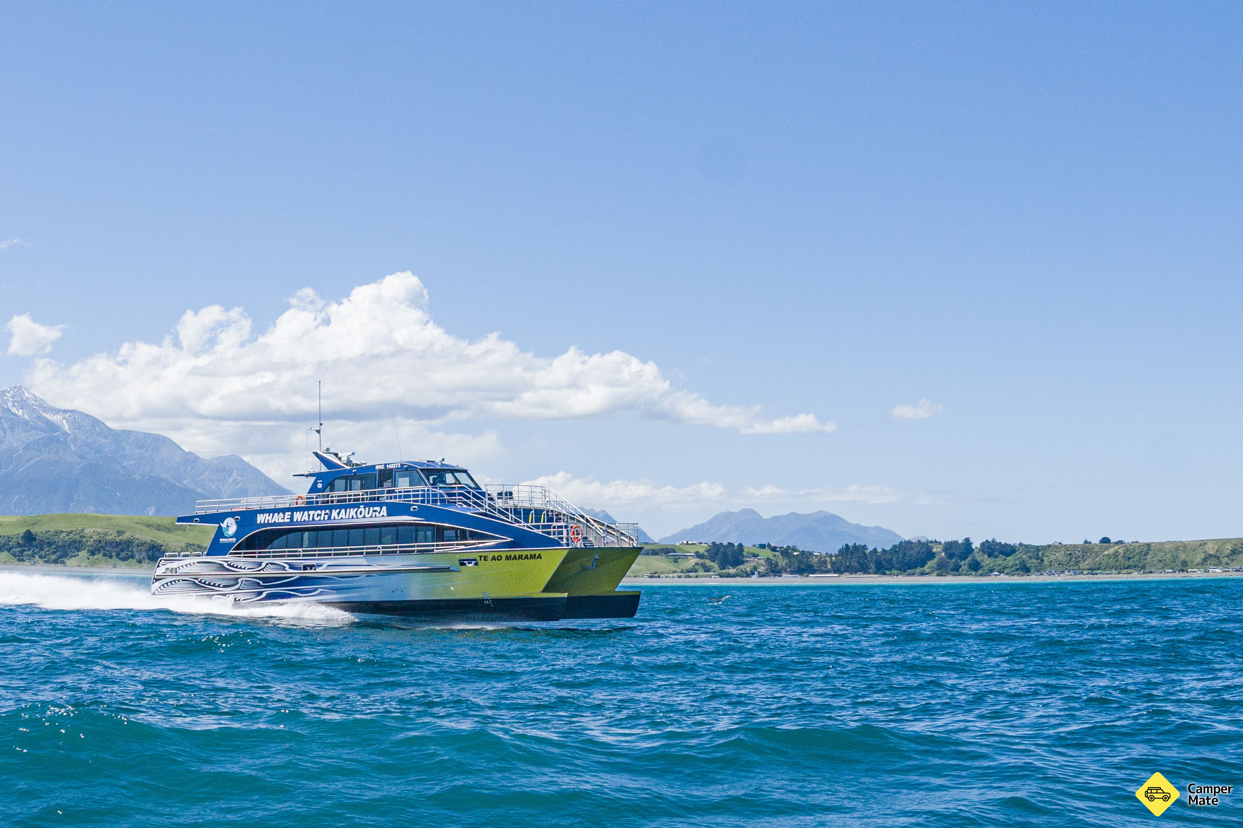 Whale Watch Kaikoura - Image 2