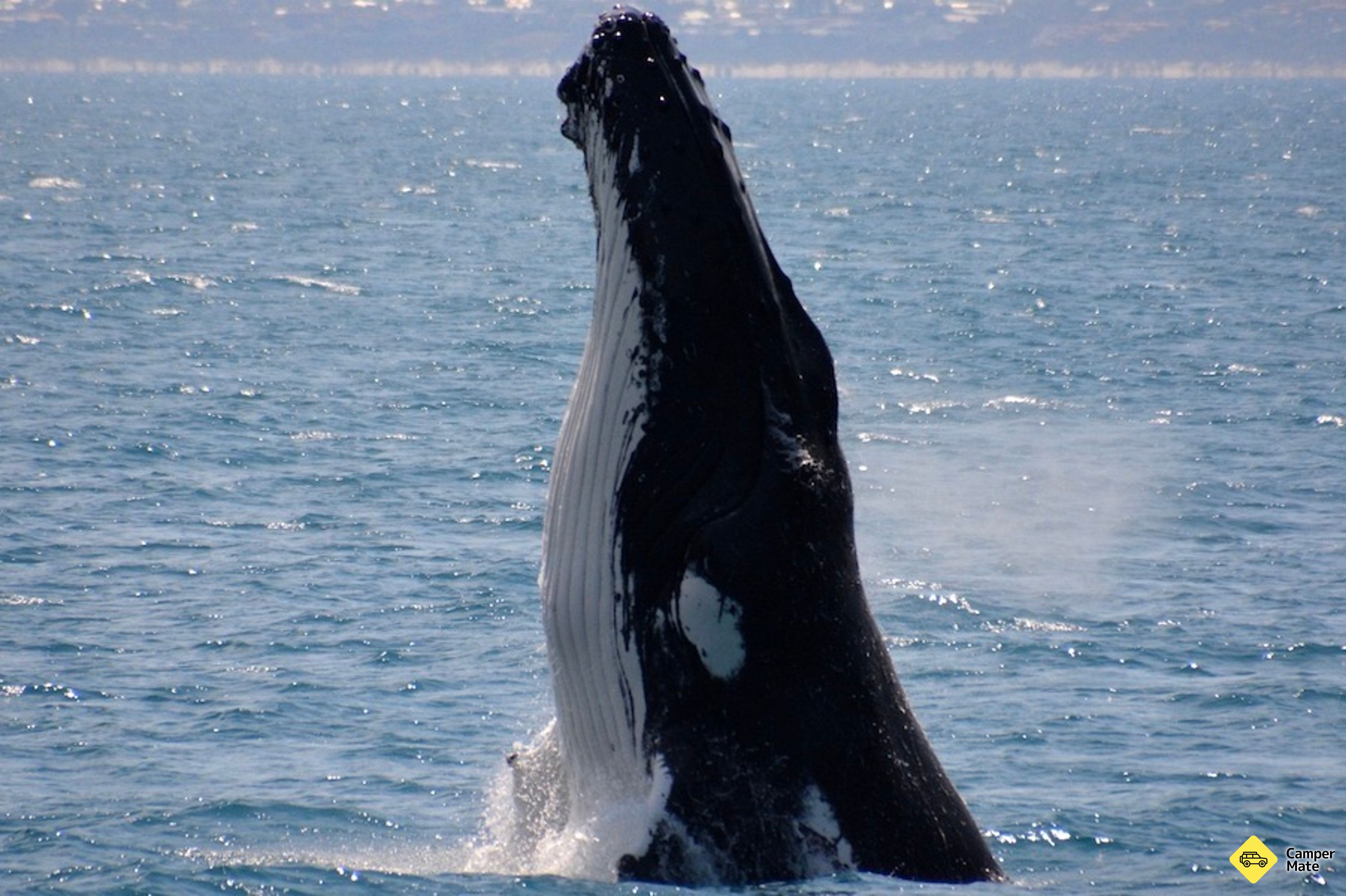 Augusta Whale Watching Cruise yakınlarında yapılacak şeyler - Image 2