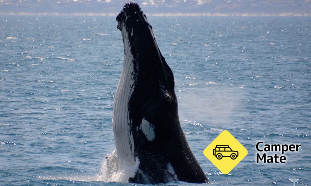 Augusta Whale Watching Cruise(アウグスタ・ホール・ウォッチング・クルーズ) - Image 2