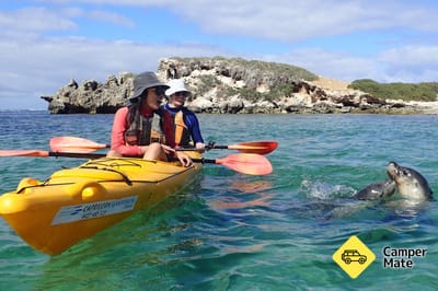 Penguin and Seal Islands Kayak Tour
