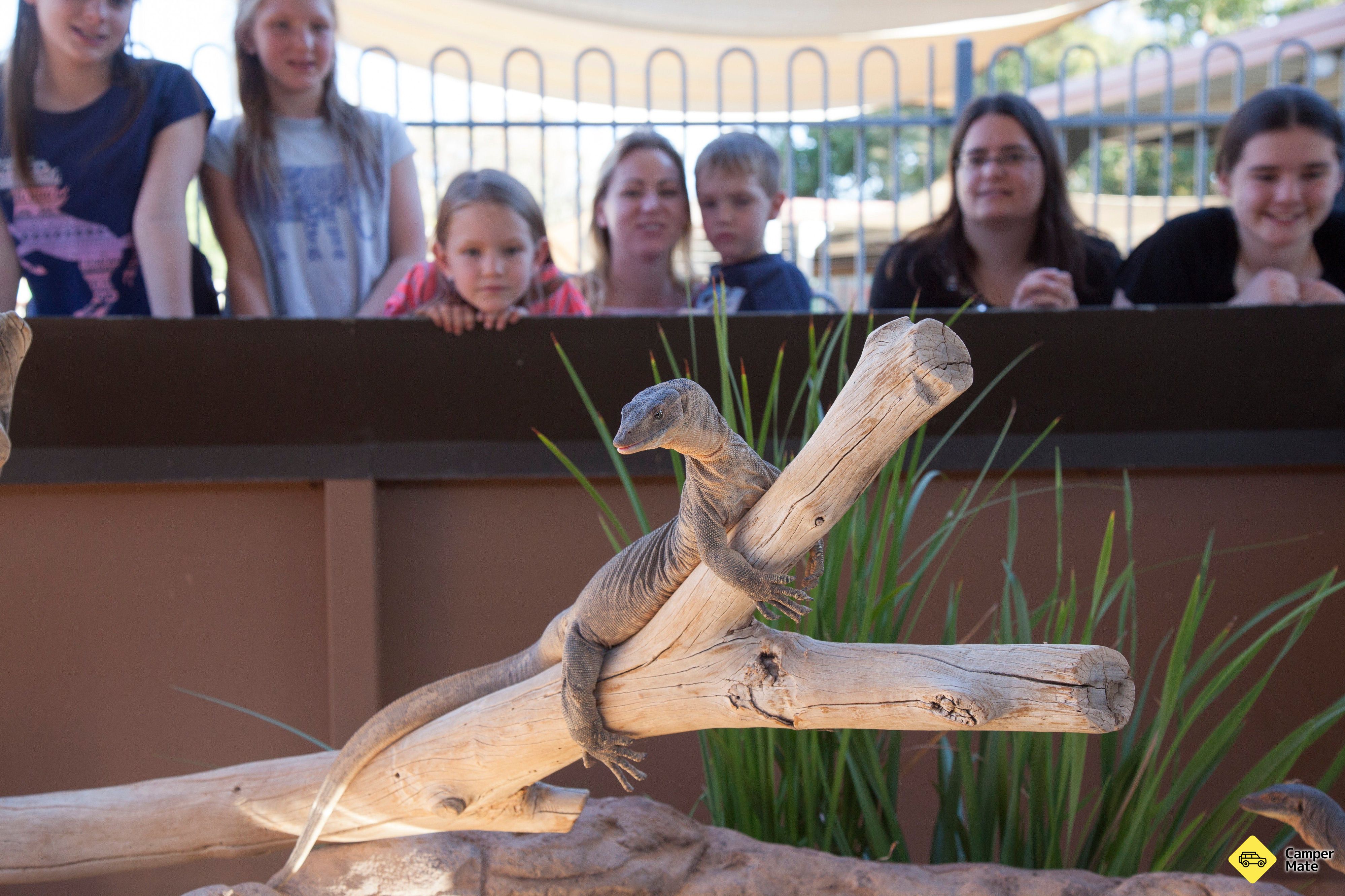 Alice Springs Reptile Centre - Image 3