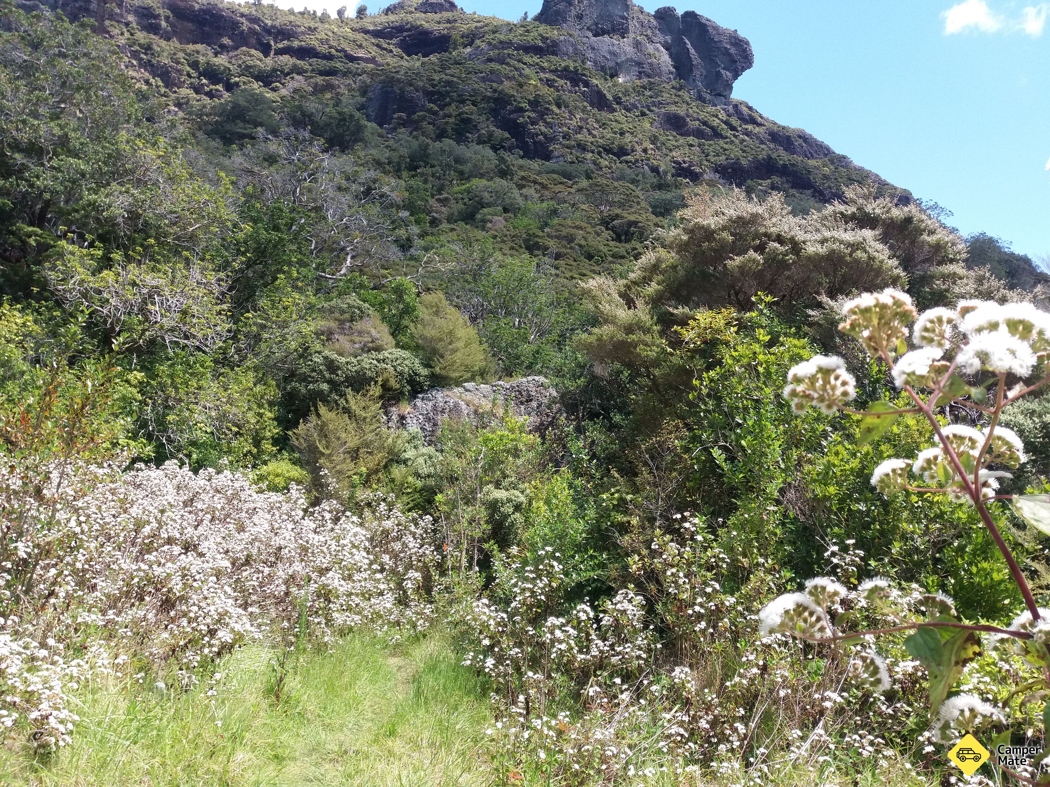Wairakau Stream Track - Image 2