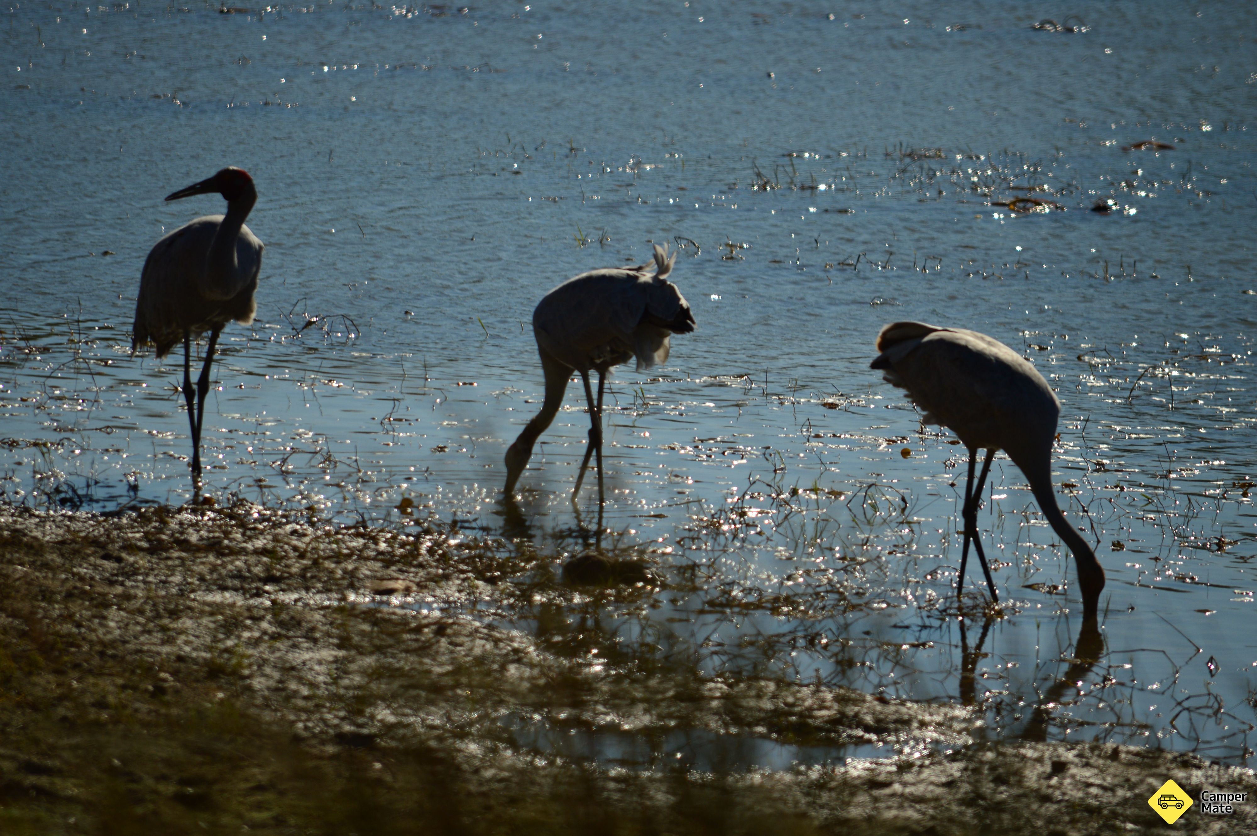 Camooweal मुफ्त शिविर - Image 3