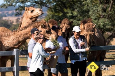 Tour, Taste and Camel Encounter  - Eat Local Month