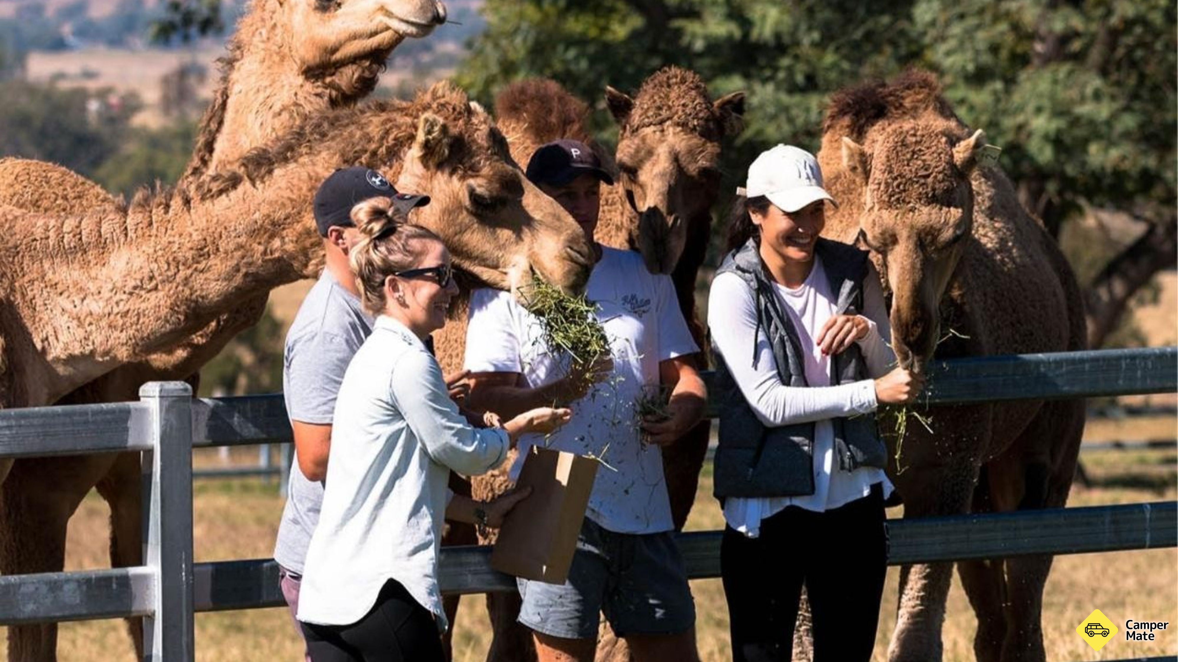 Tour, Taste and Camel Encounter - Eat Local Month