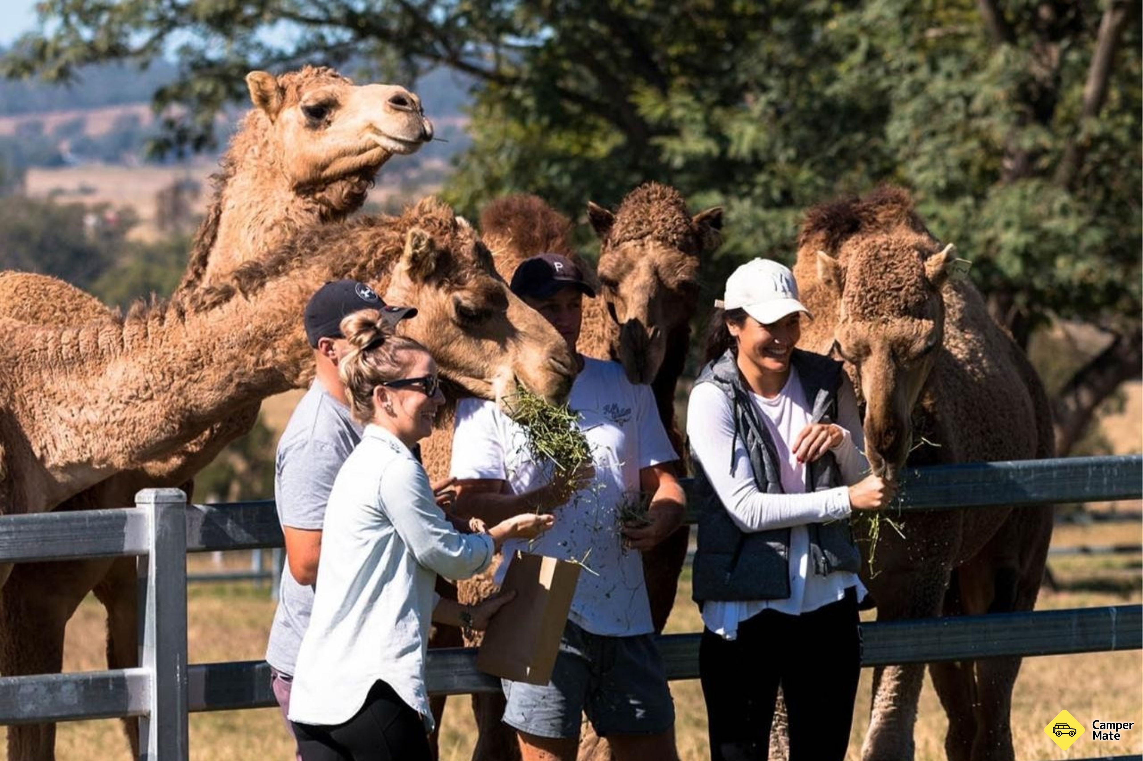 Tour, Taste and Camel Encounter - Eat Local Month