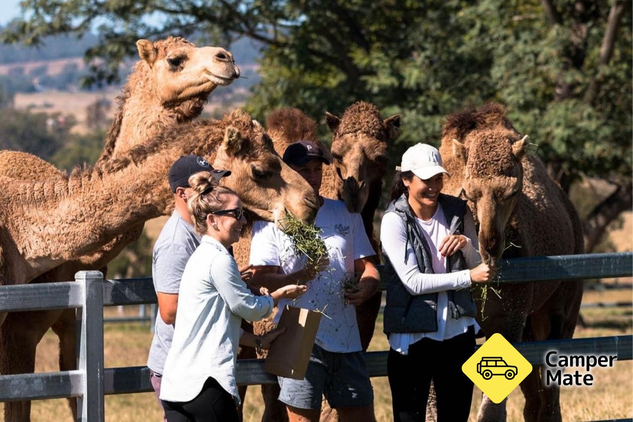 Tour, Taste and Camel Encounter  - Eat Local Month