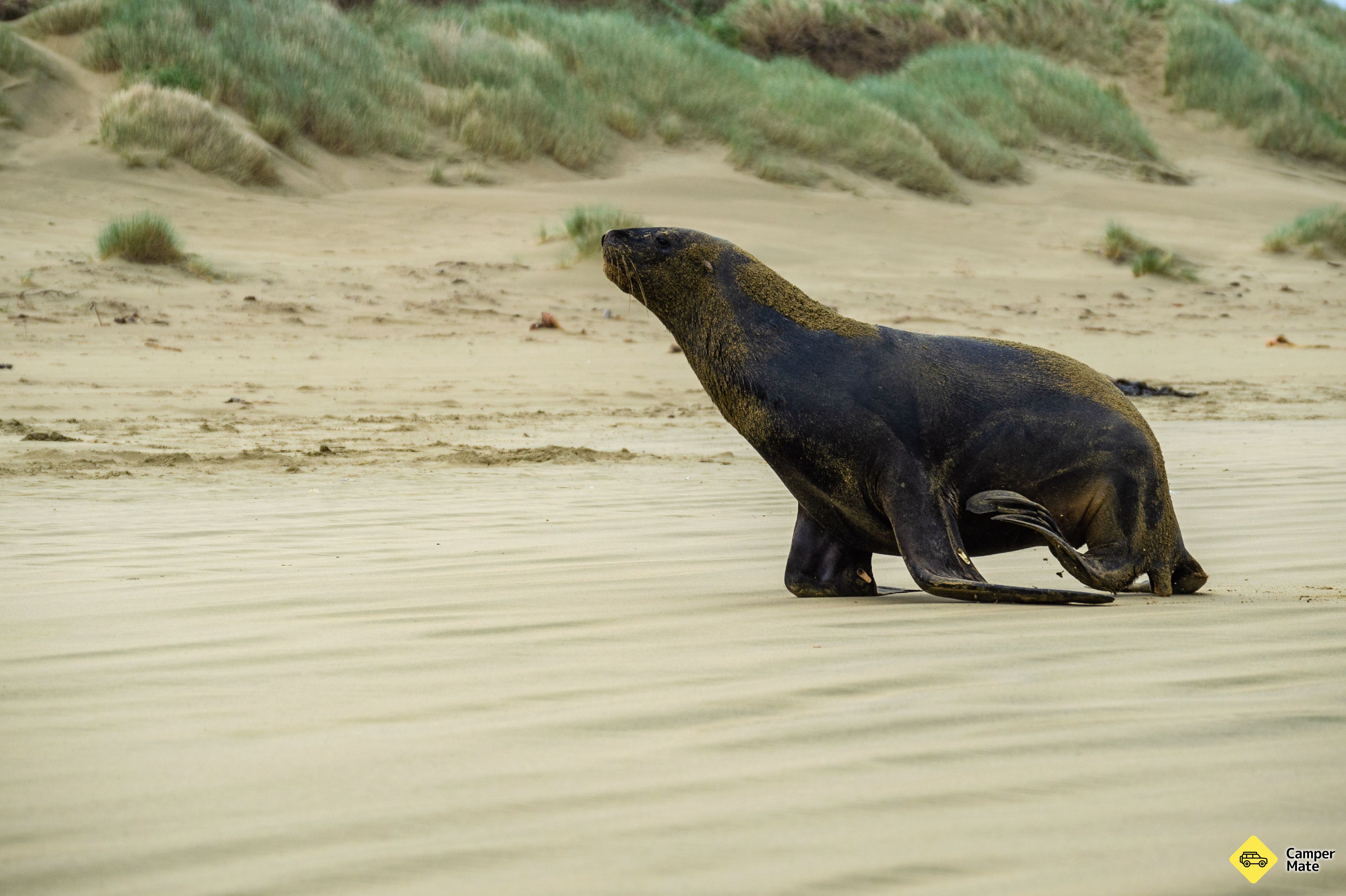 Surat Bay Seals Colony - Image 2