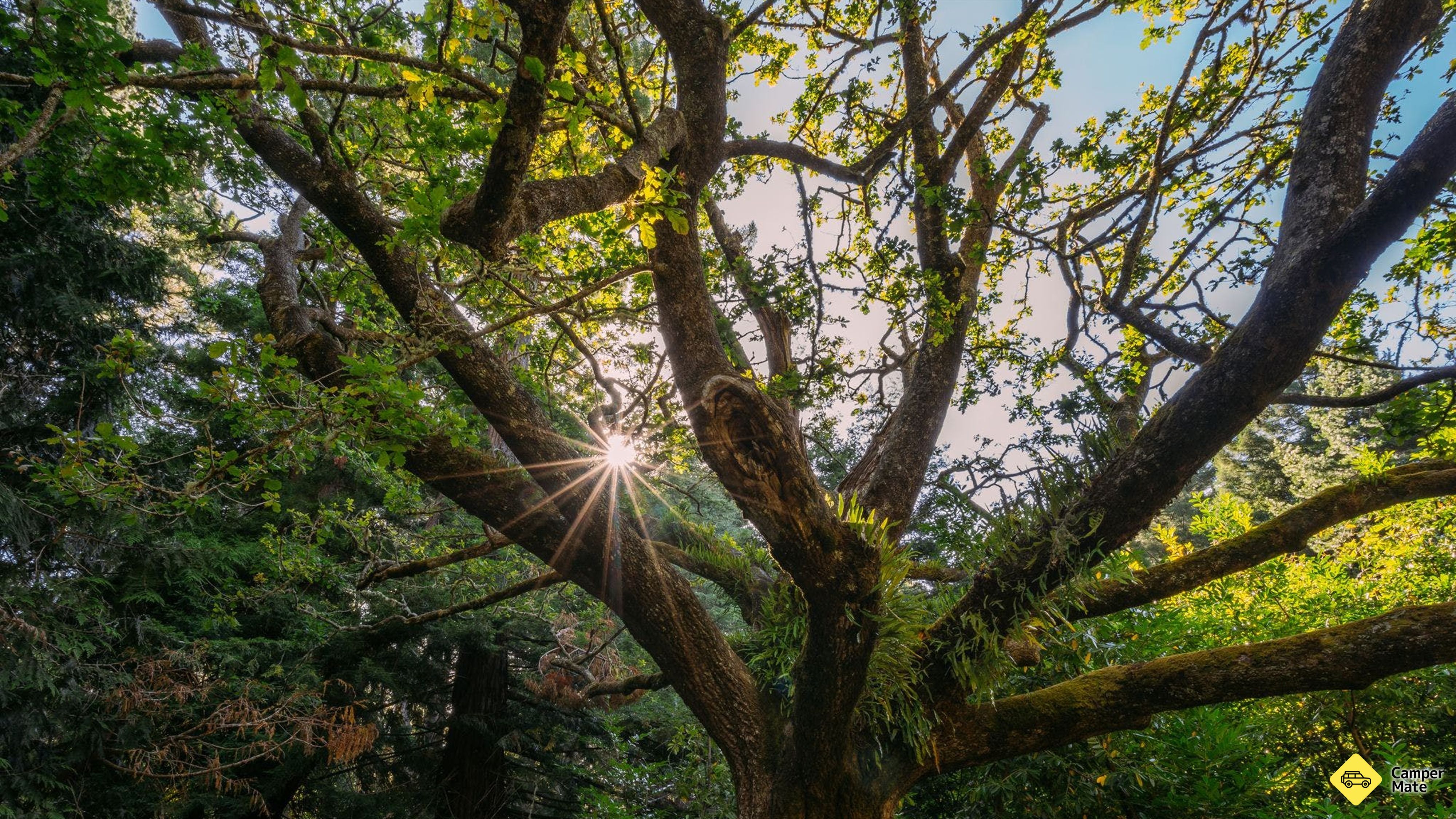 Hollybank Forest Reserve