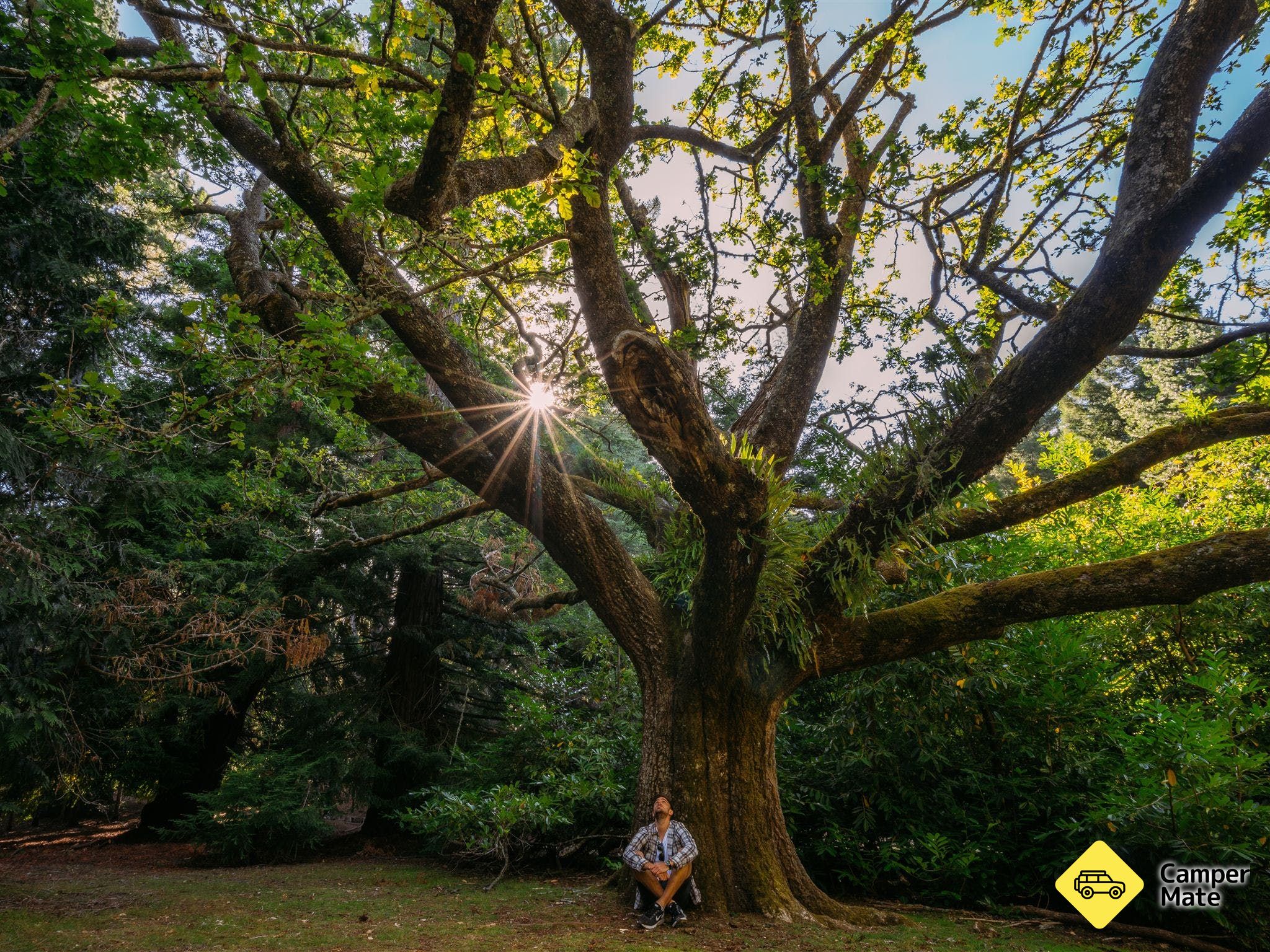 Hollybank Forest Reserve