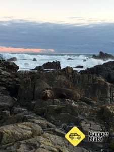 Red Rocks Seal Colony