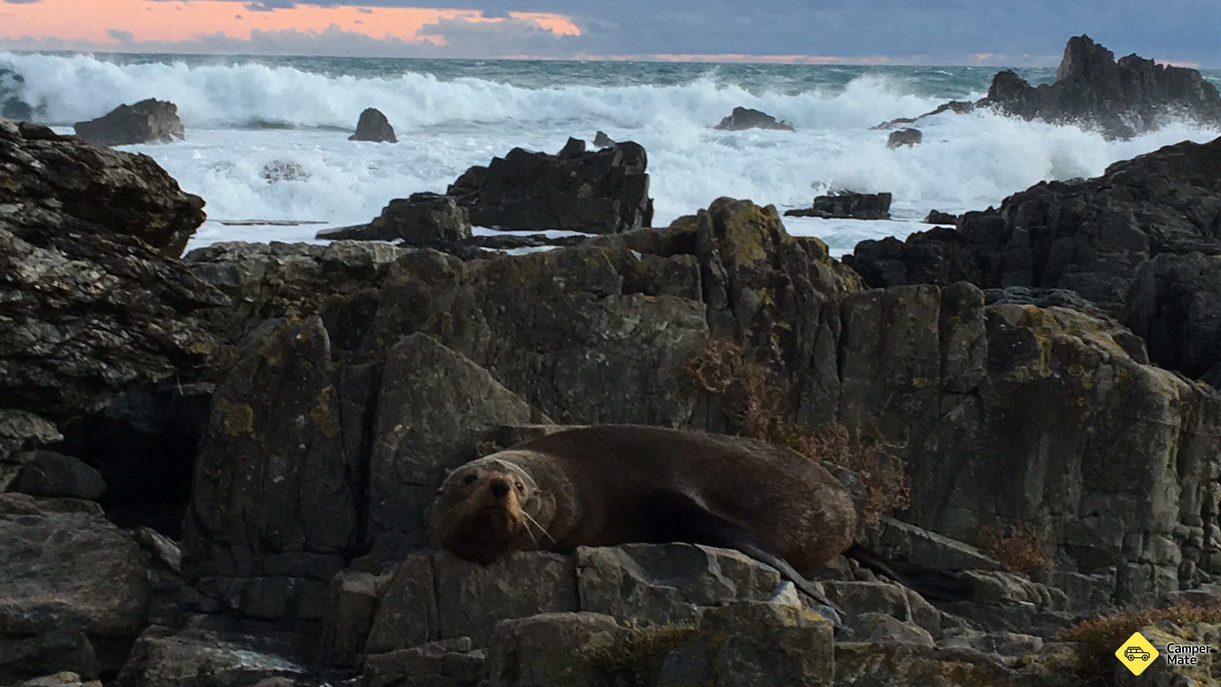Červené skály Seal Colony