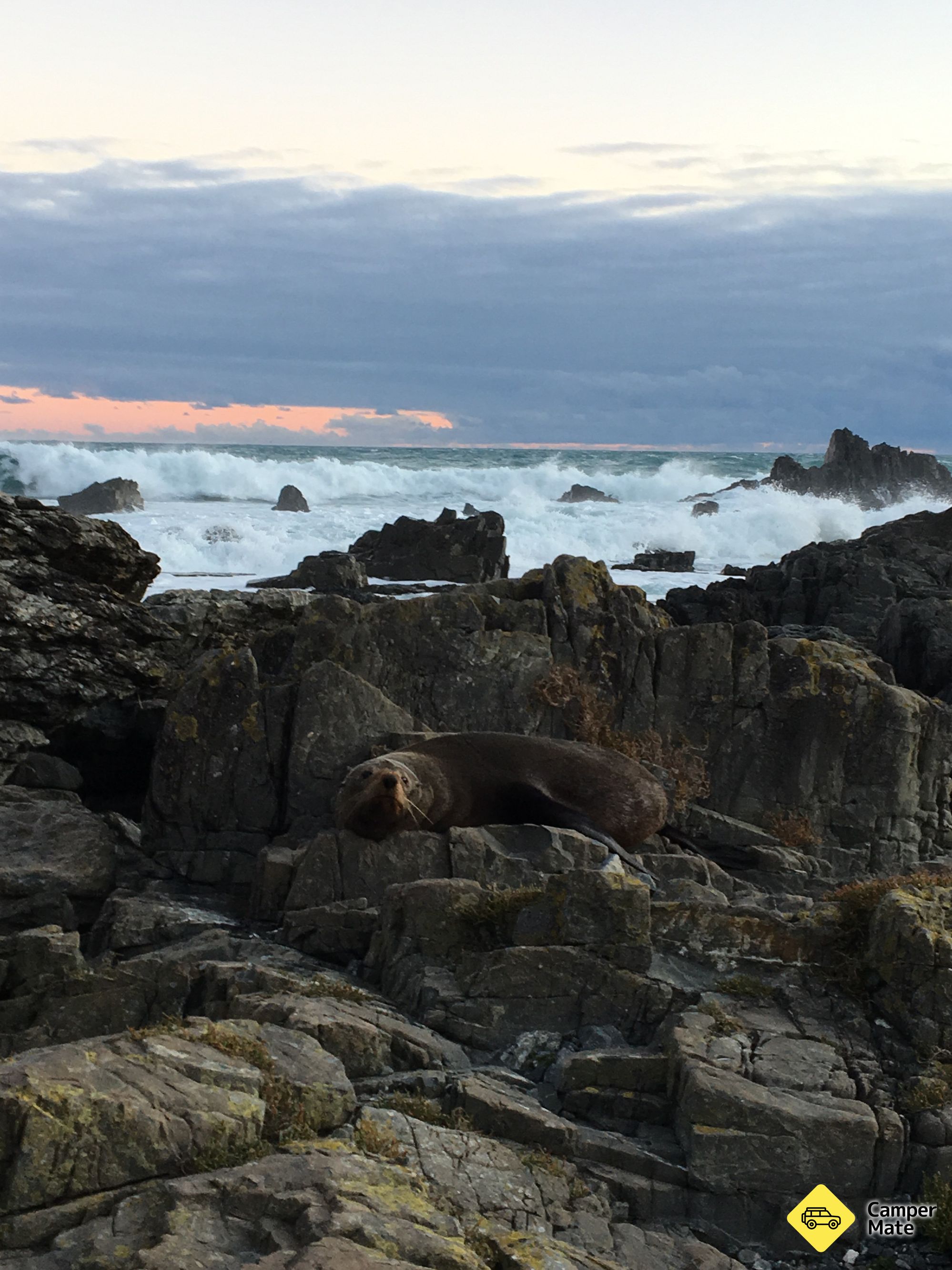 Red Rocks Seal Colony