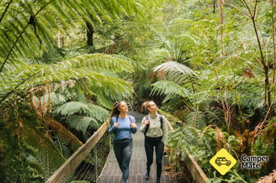 Rainforest Gallery 