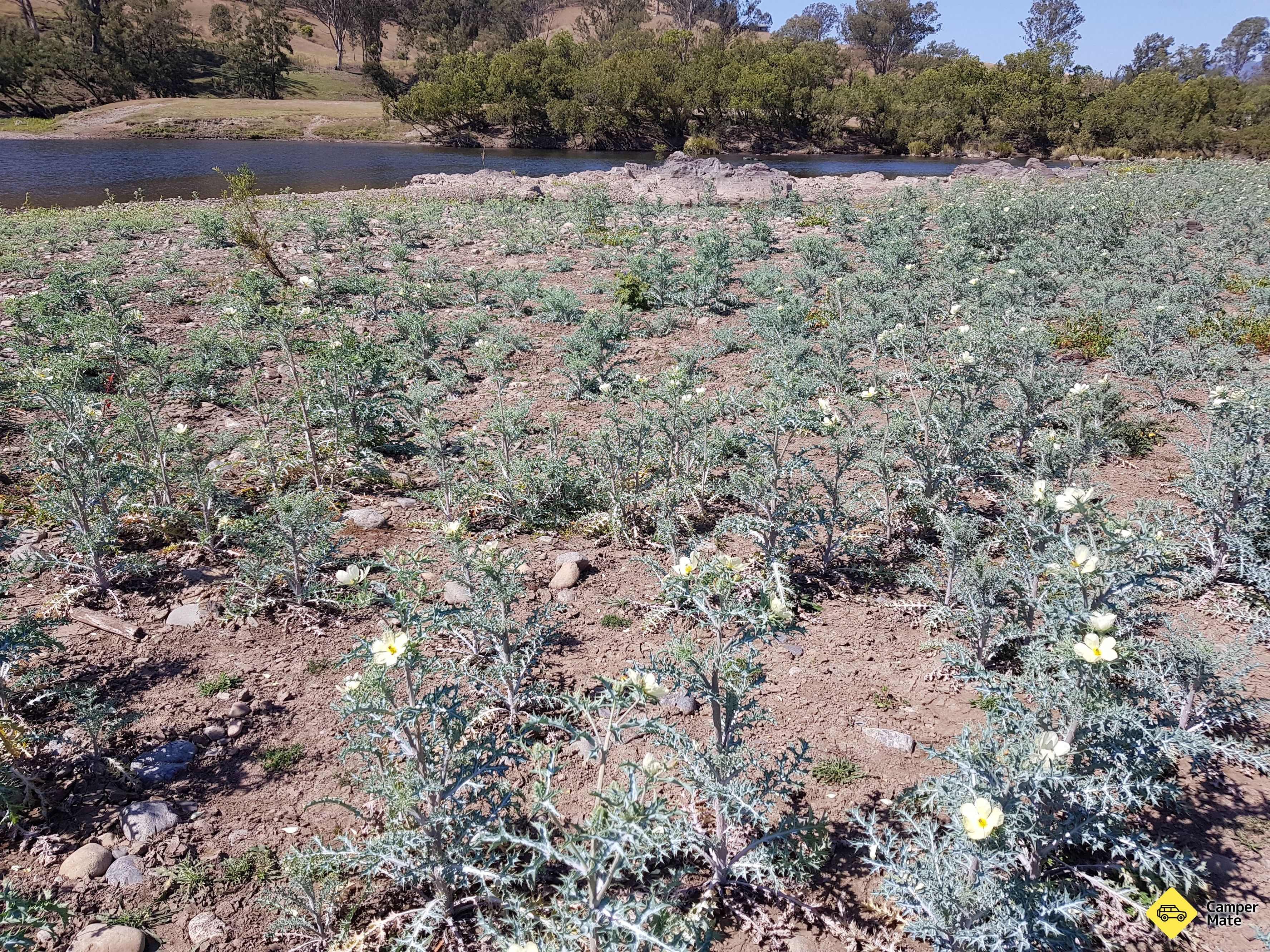 Cangai Bridge Campground - Image 3