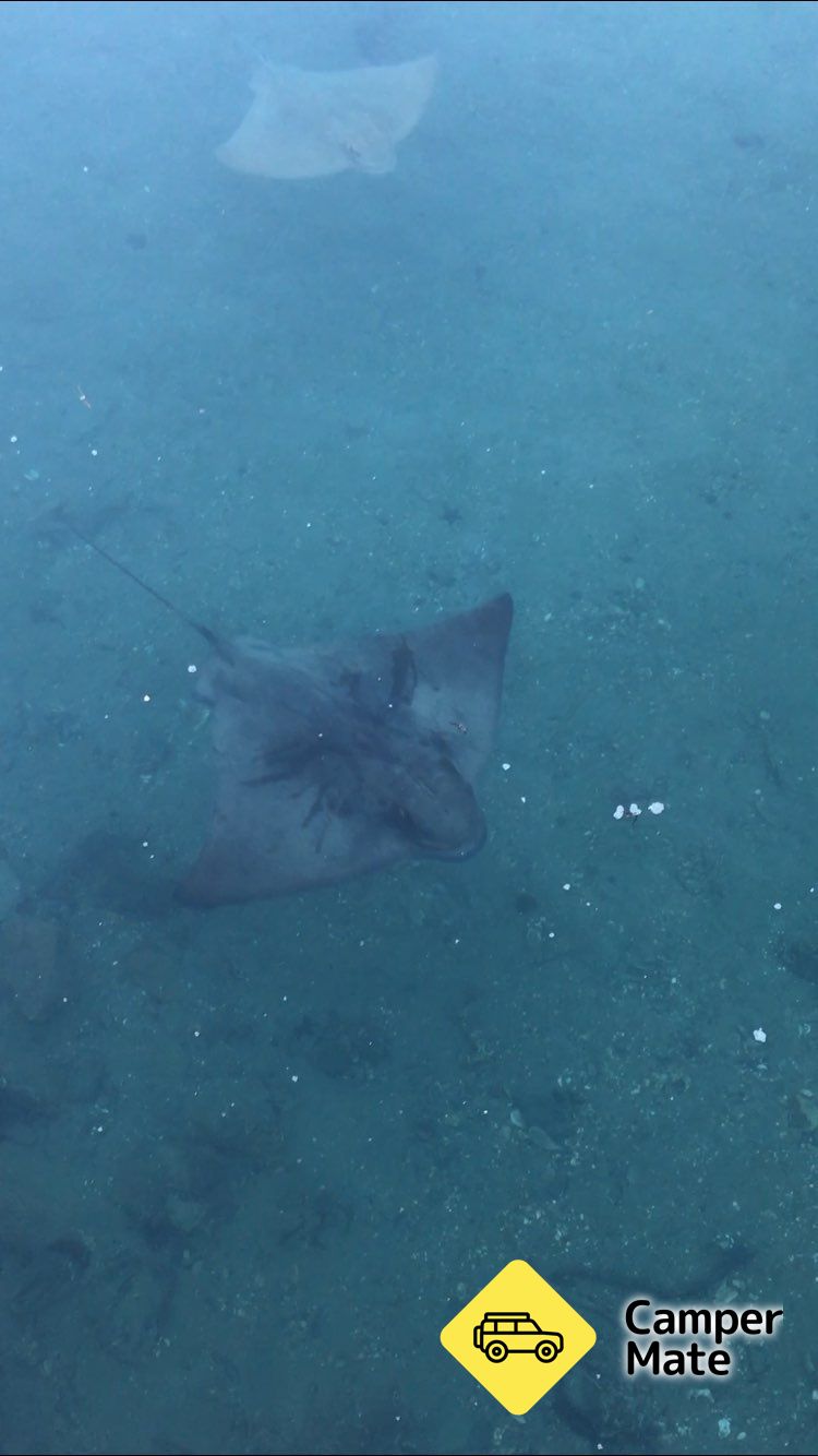Elaine Bays dengan Stingrays - Image 3