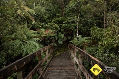 Der Cookson Kauri Walk