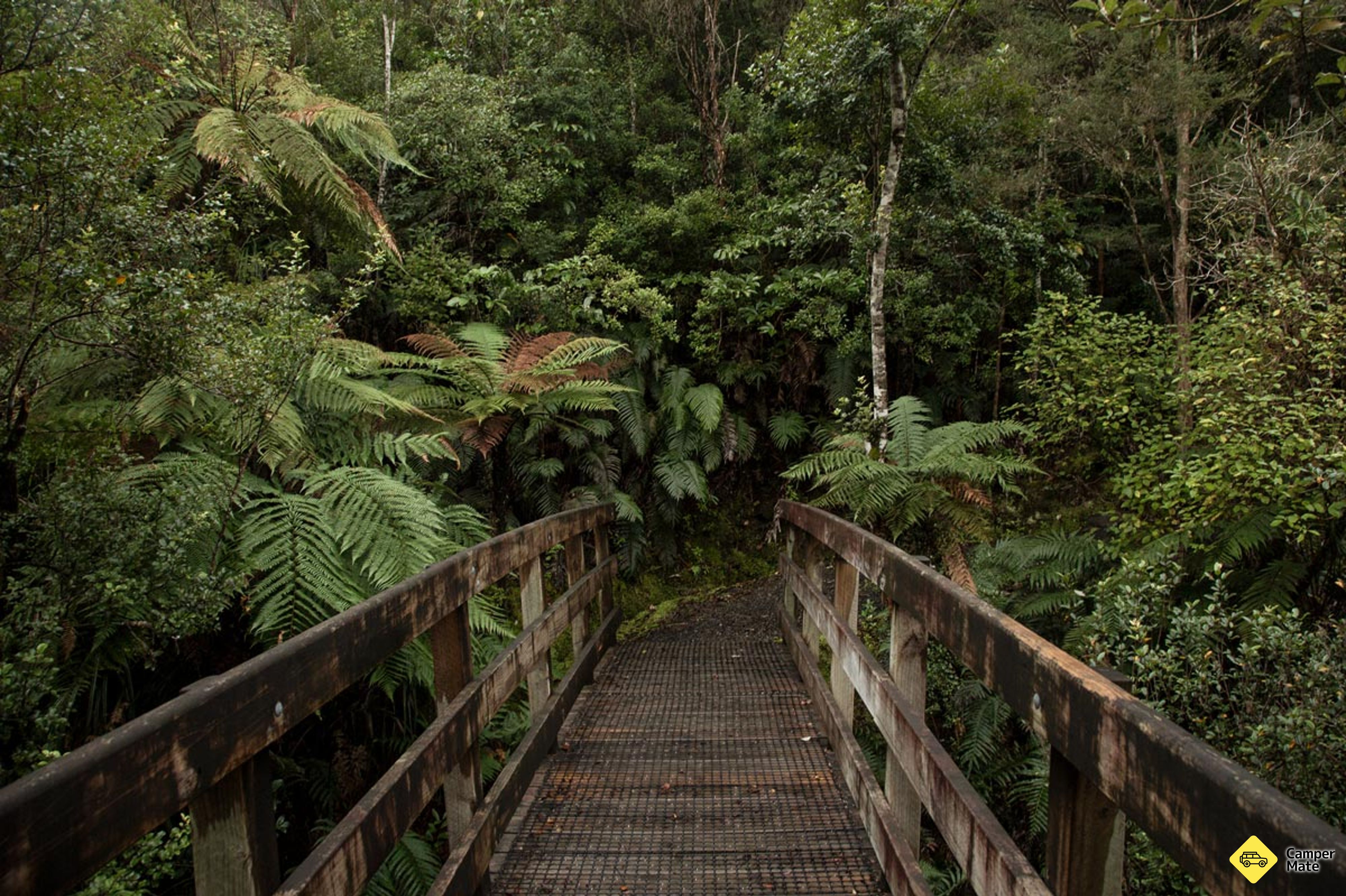 Der Cookson Kauri Walk