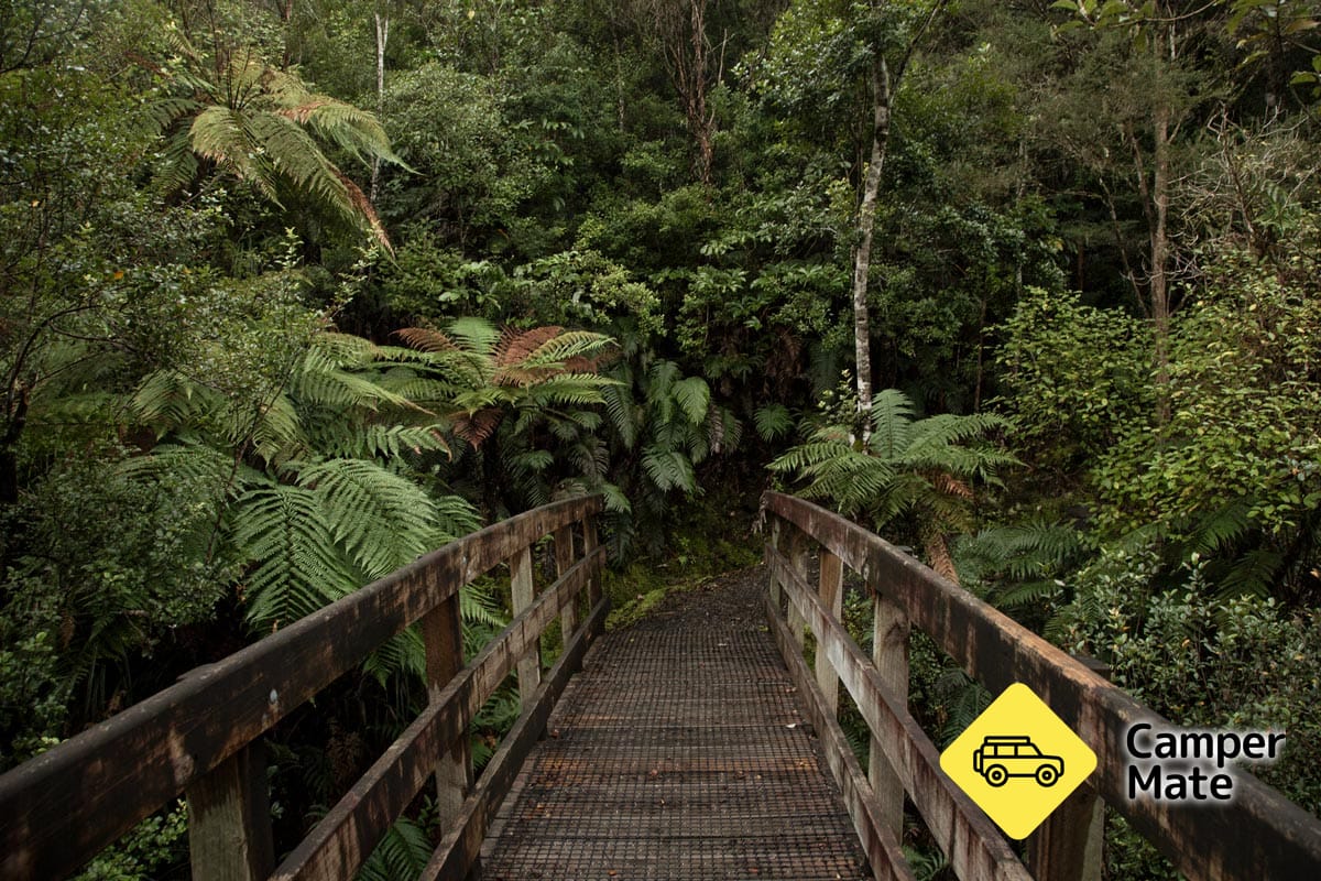 Der Cookson Kauri Walk